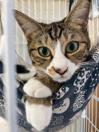 雑種（ミックス猫）・オスの里親募集の写真