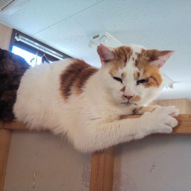 雑種（ミックス猫）・オスの里親募集の写真