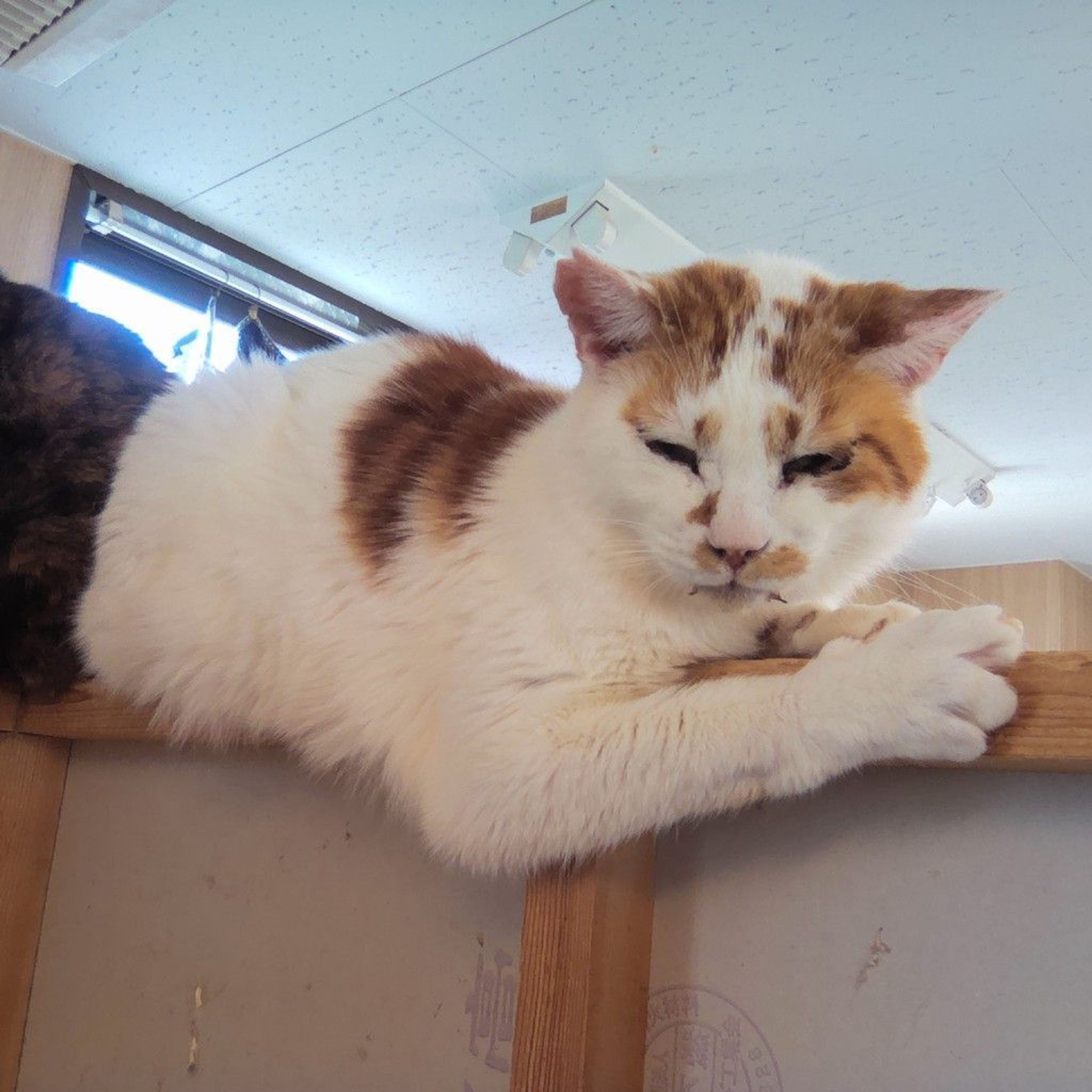 雑種（ミックス猫）・オスの里親募集の写真