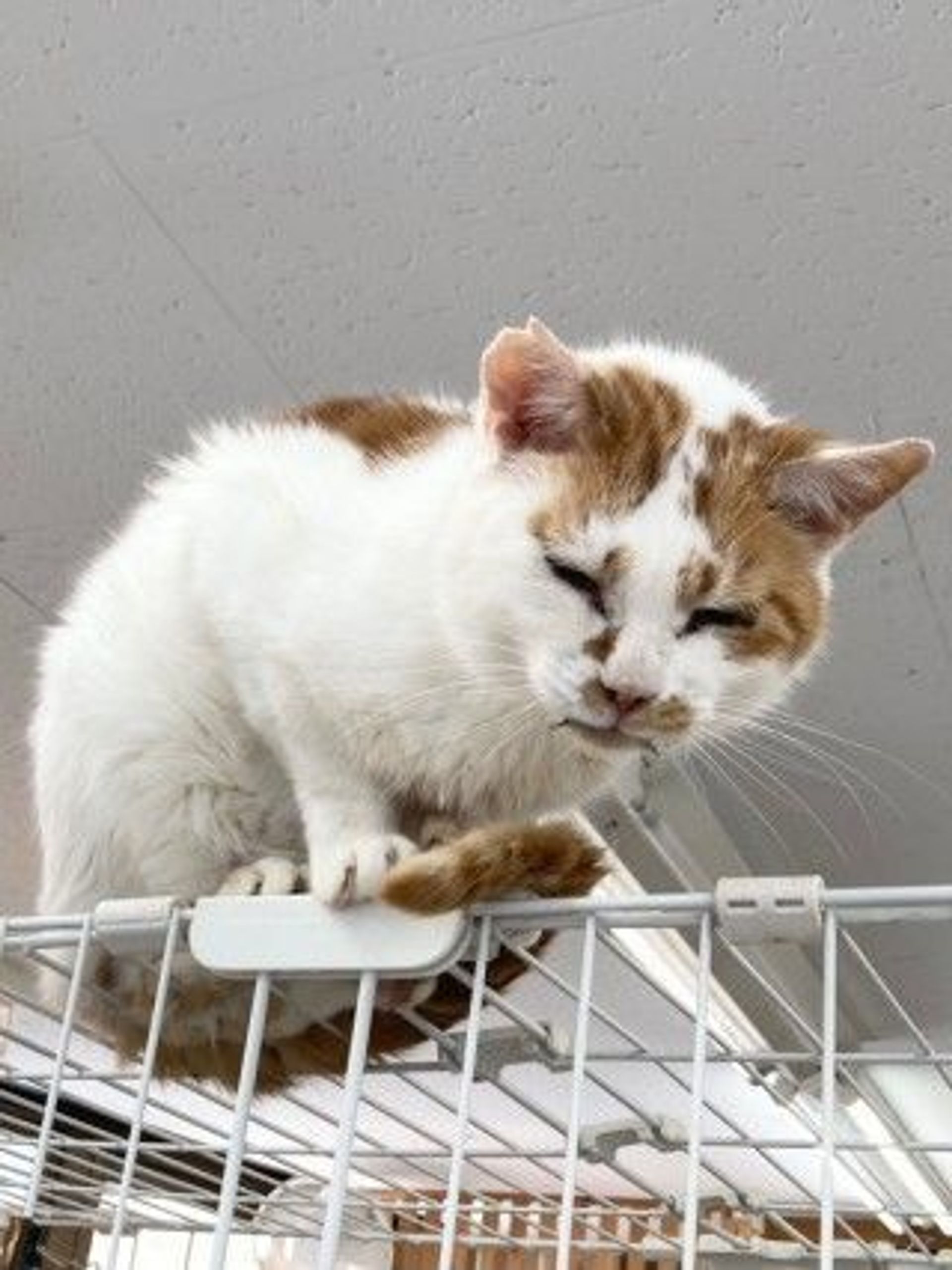 雑種（ミックス猫）・オスの里親募集の写真