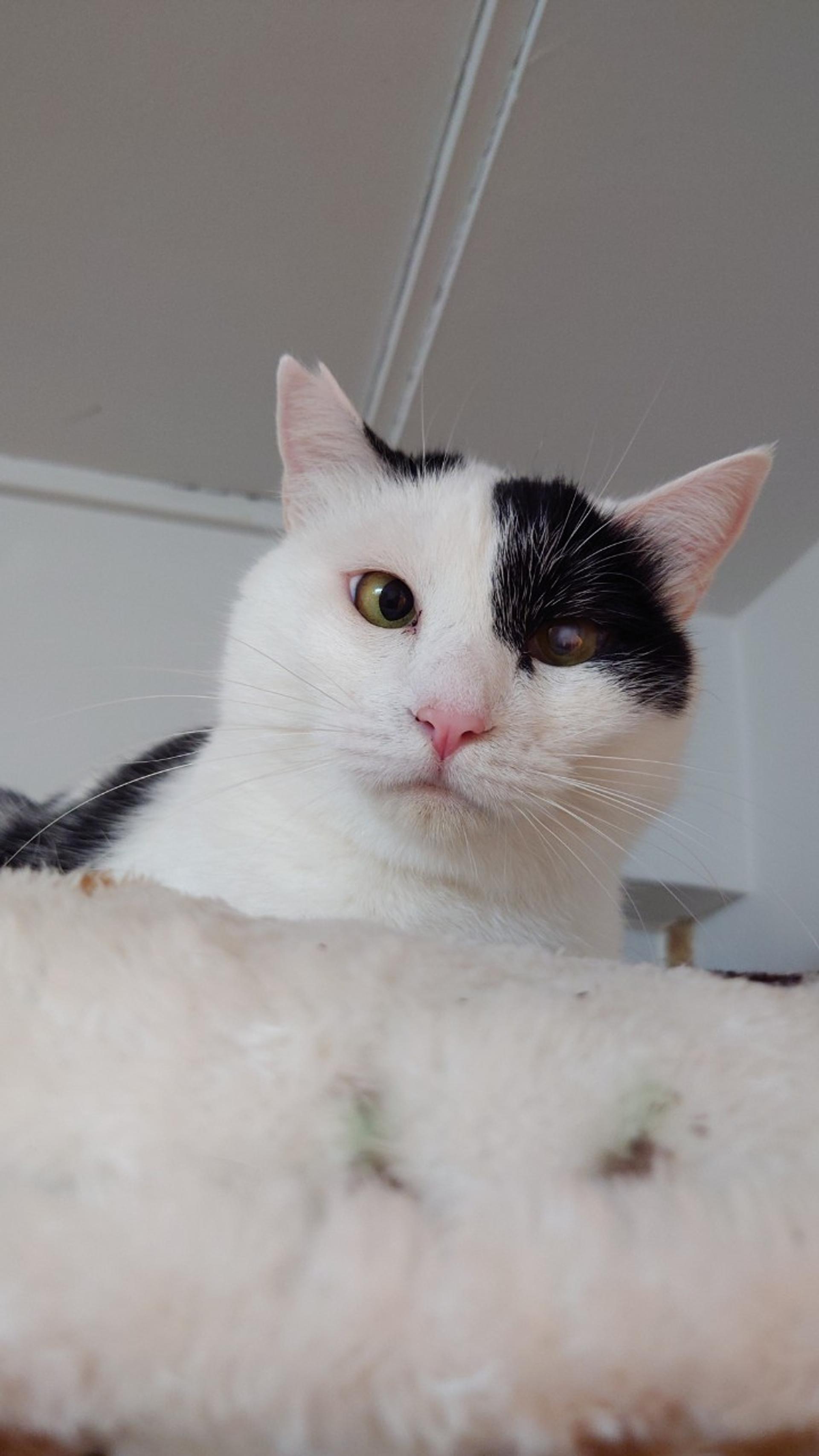 pet-image-3