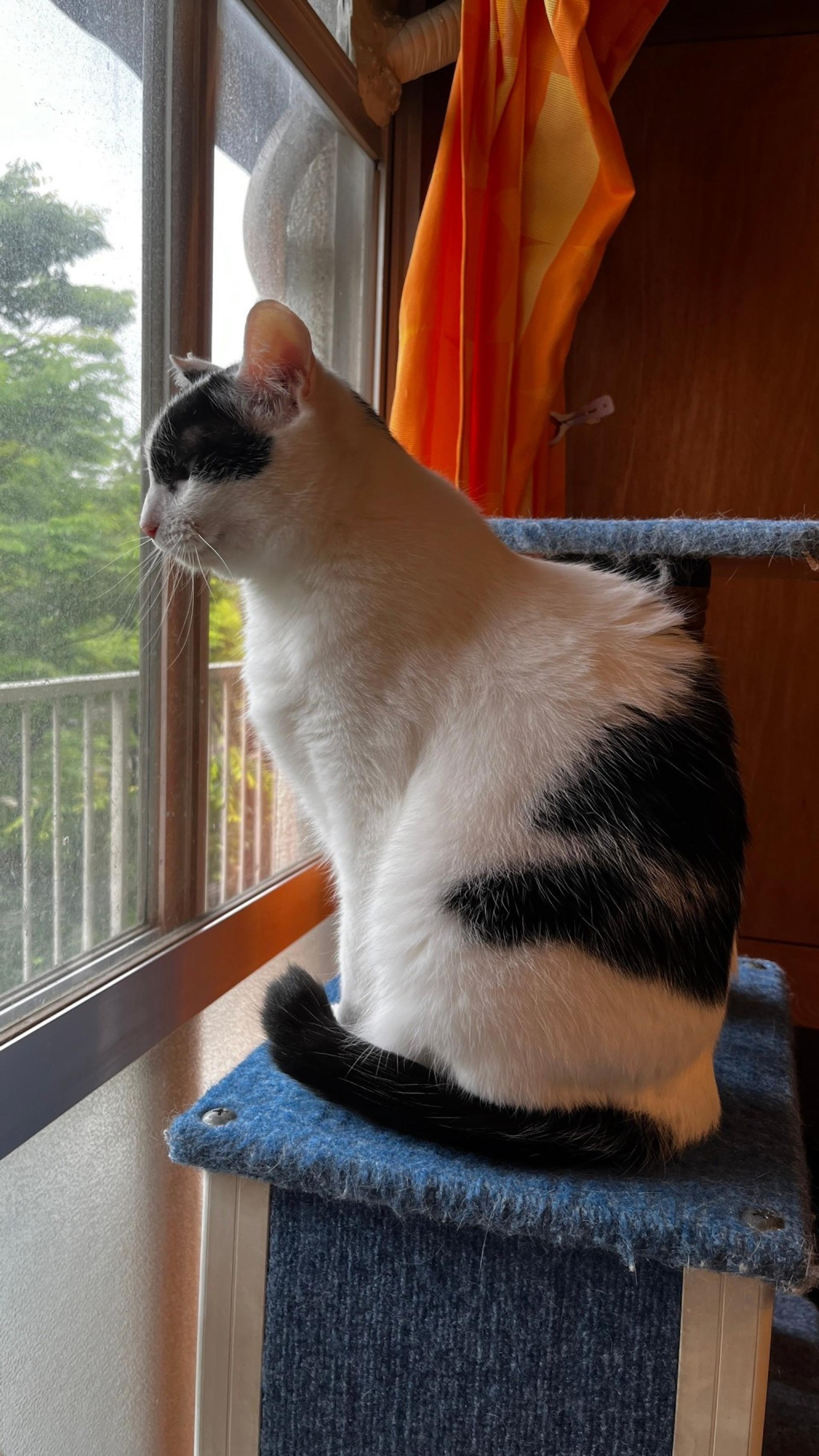 pet-image-6