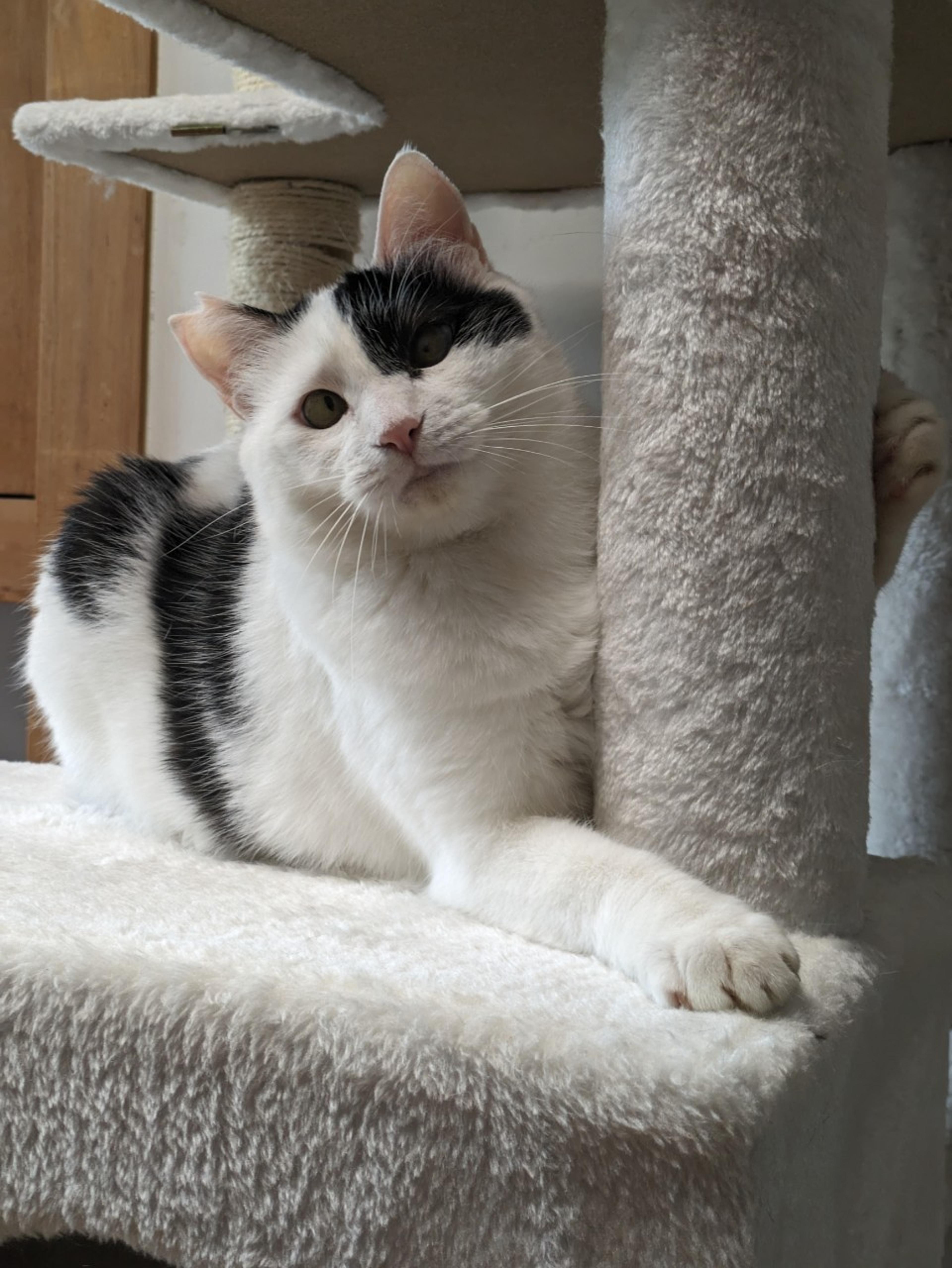 pet-image-7