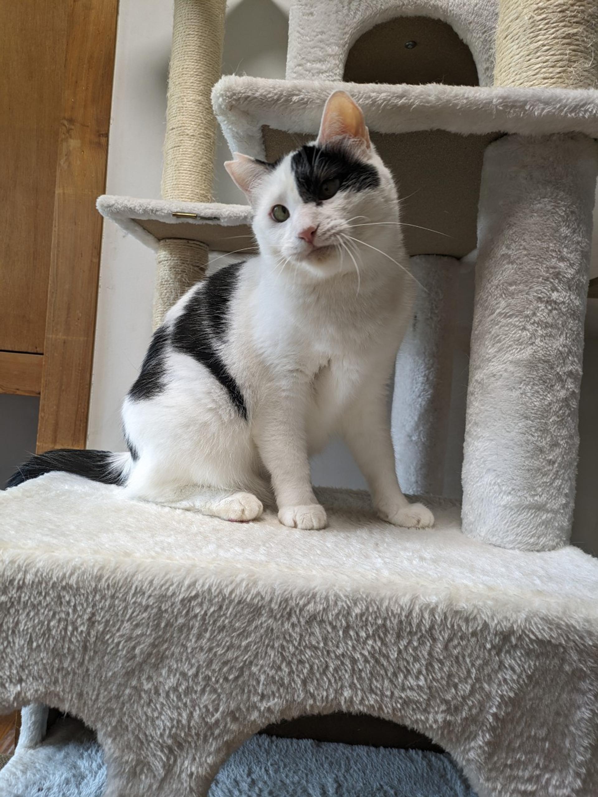 pet-image-8