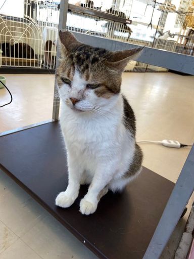 雑種（ミックス猫）・オスの里親募集の写真