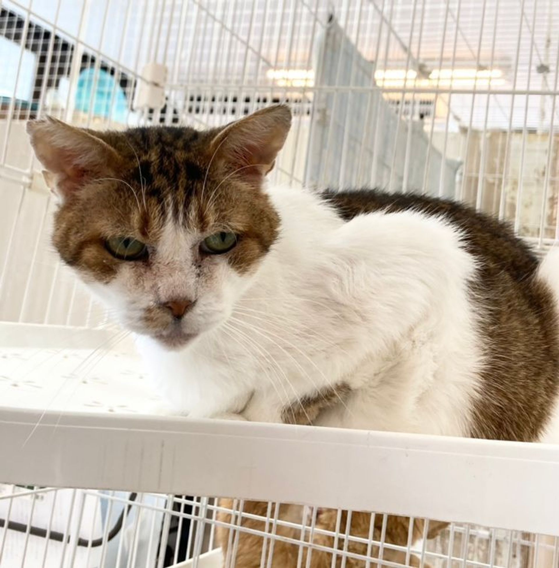 雑種（ミックス猫）・オスの里親募集の写真