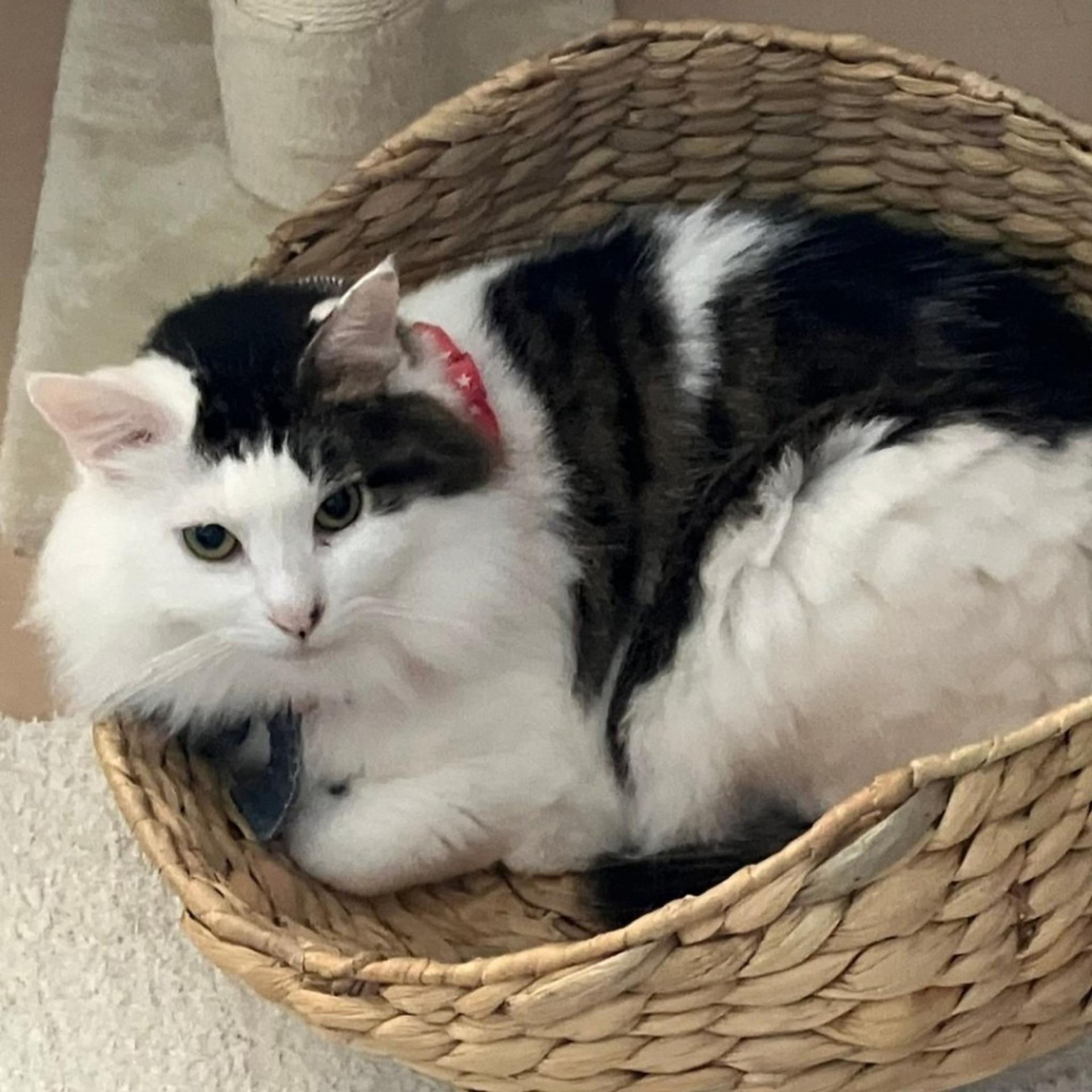 pet-image-2