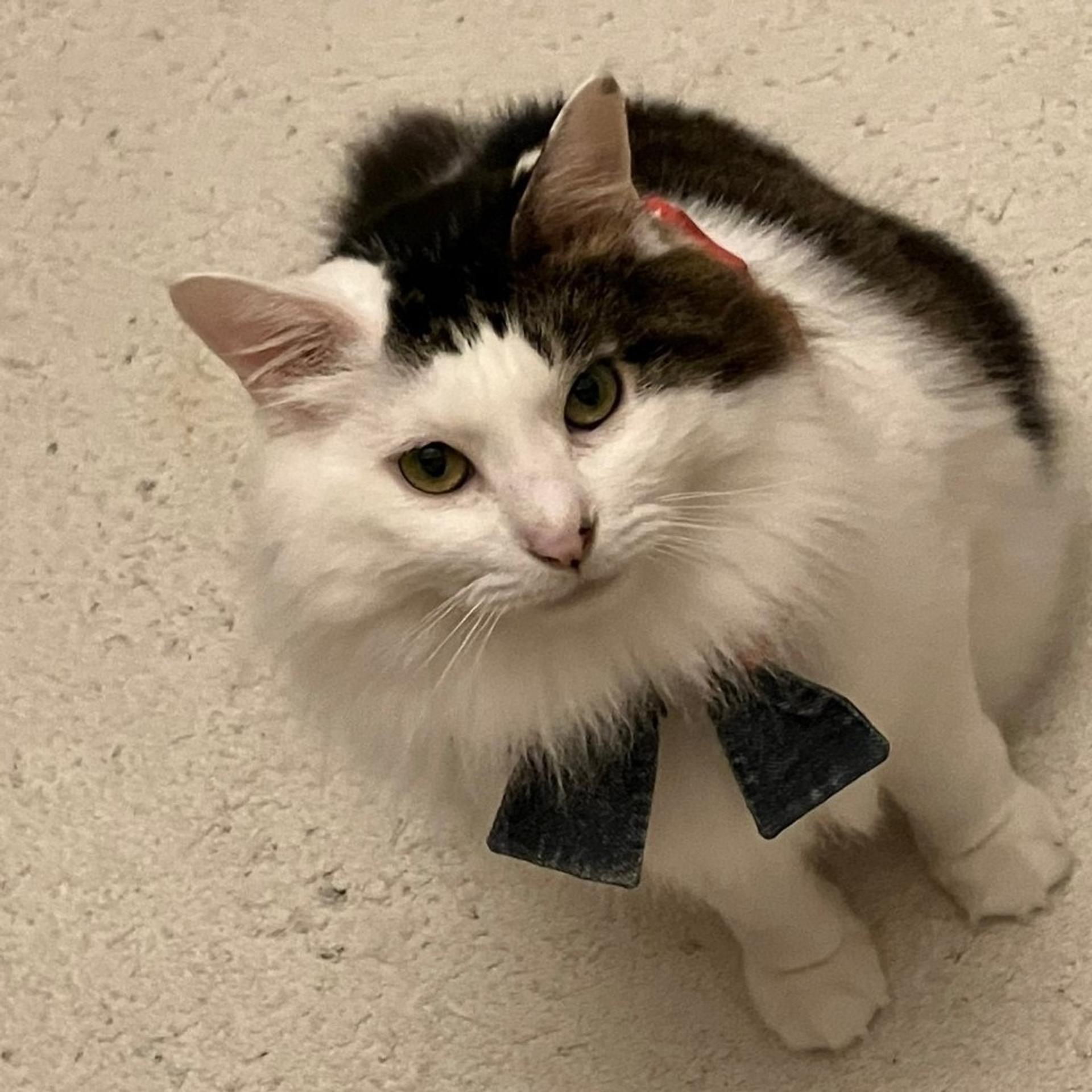 pet-image-3