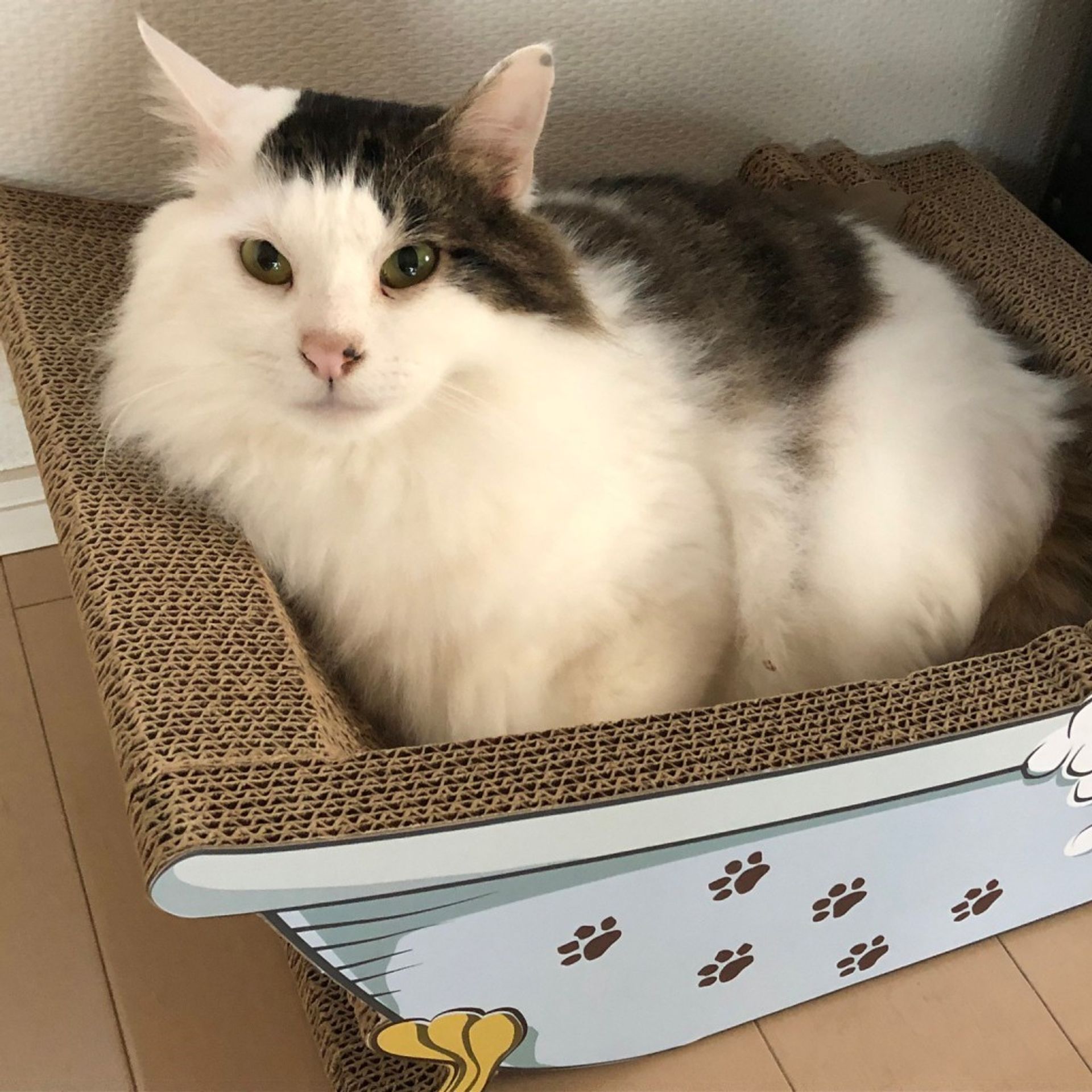 雑種（ミックス猫）・オスの里親募集の写真