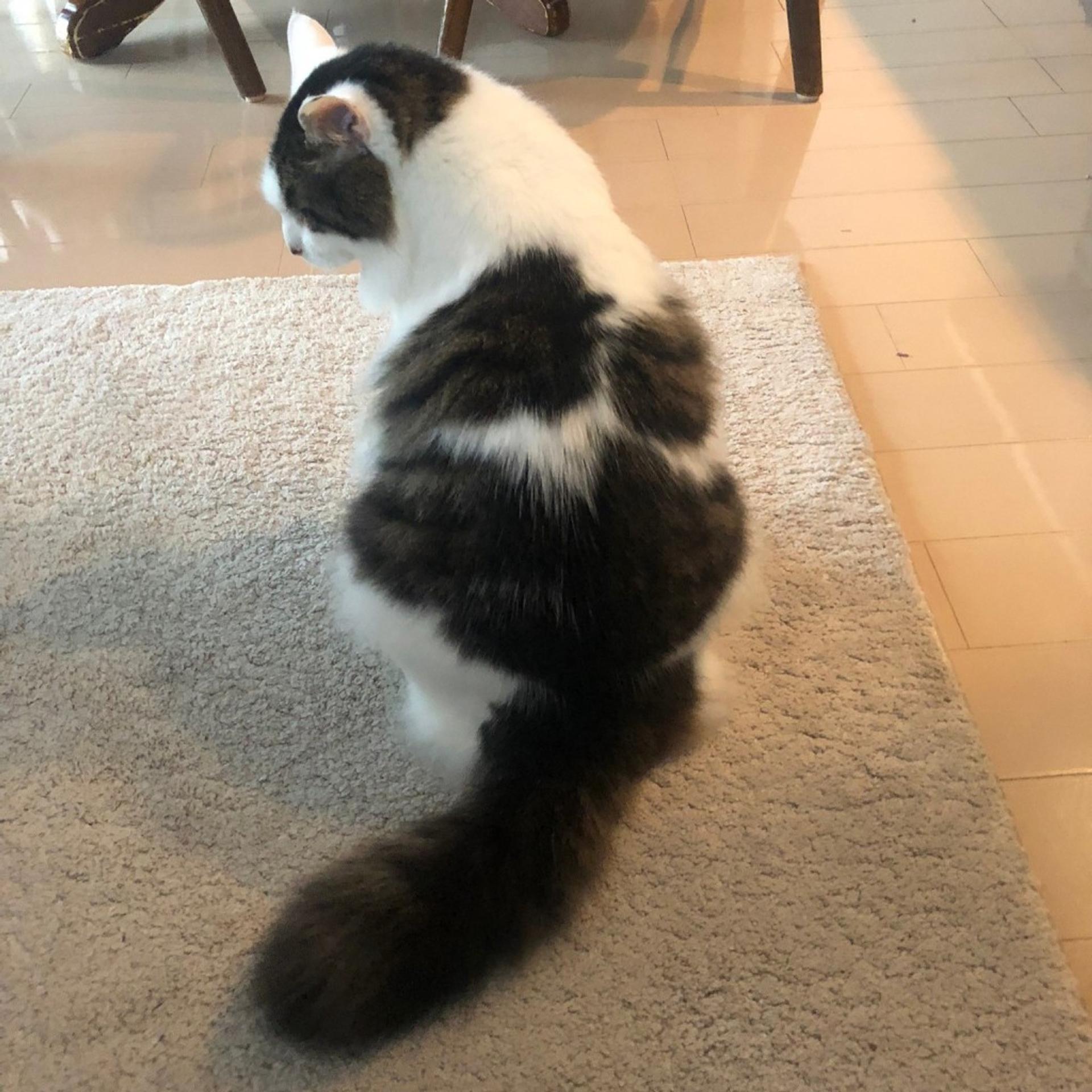 pet-image-9