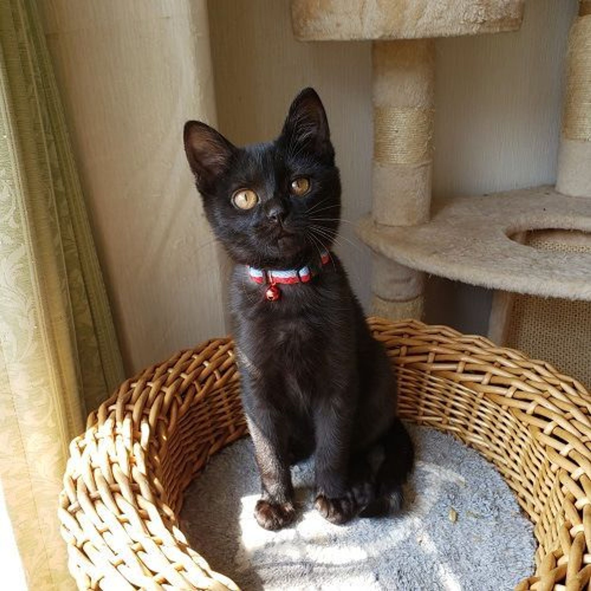雑種（ミックス猫）・メスの里親募集の写真