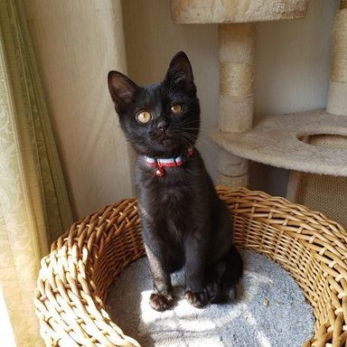 雑種（ミックス猫）・メスの里親募集の写真