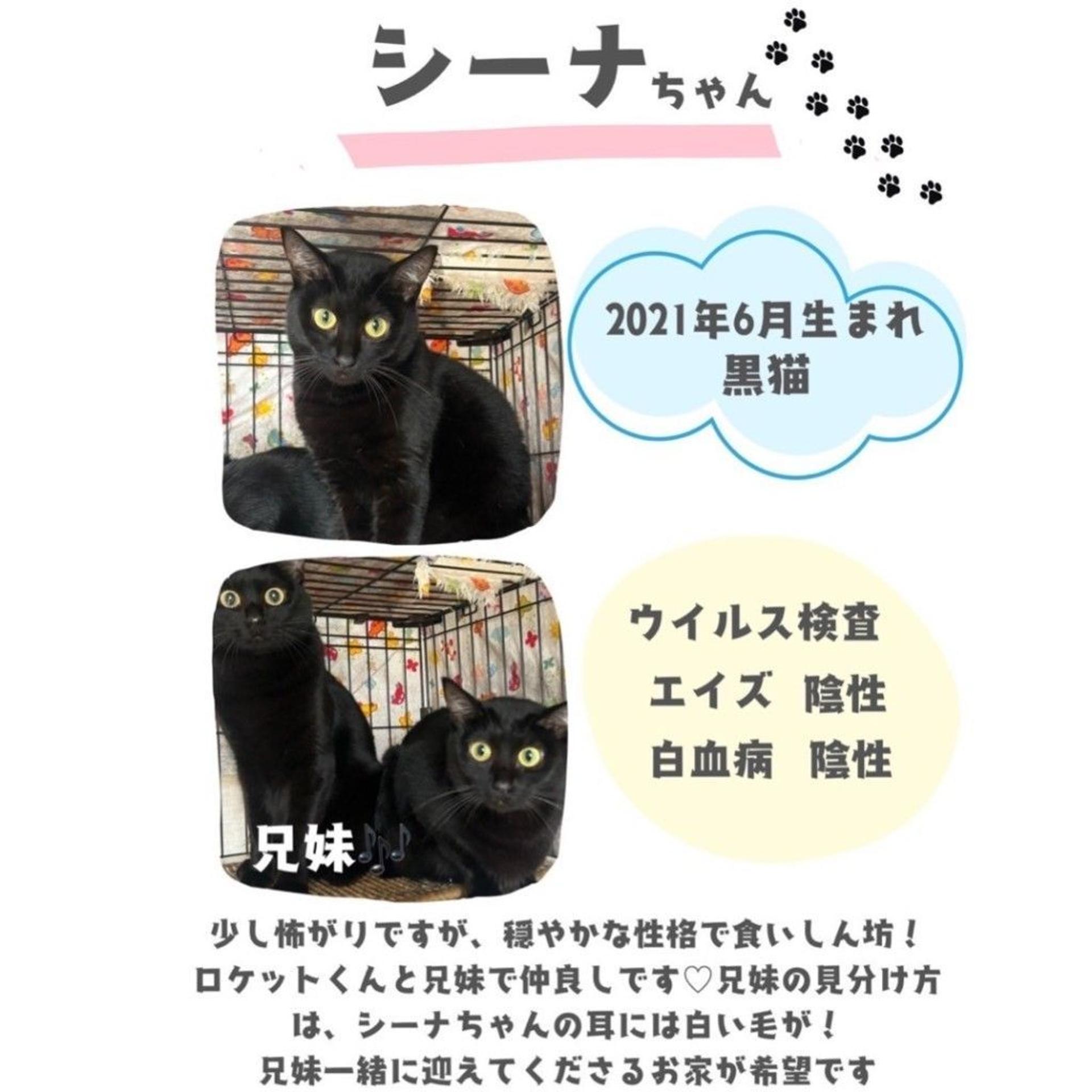 pet-image-5