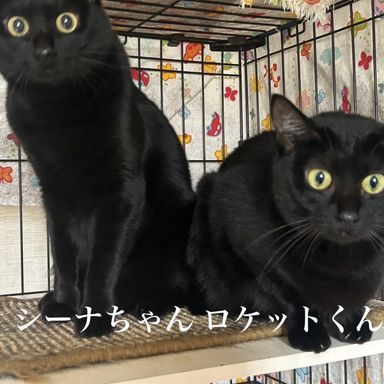 シーナちゃん♡ロケットくん