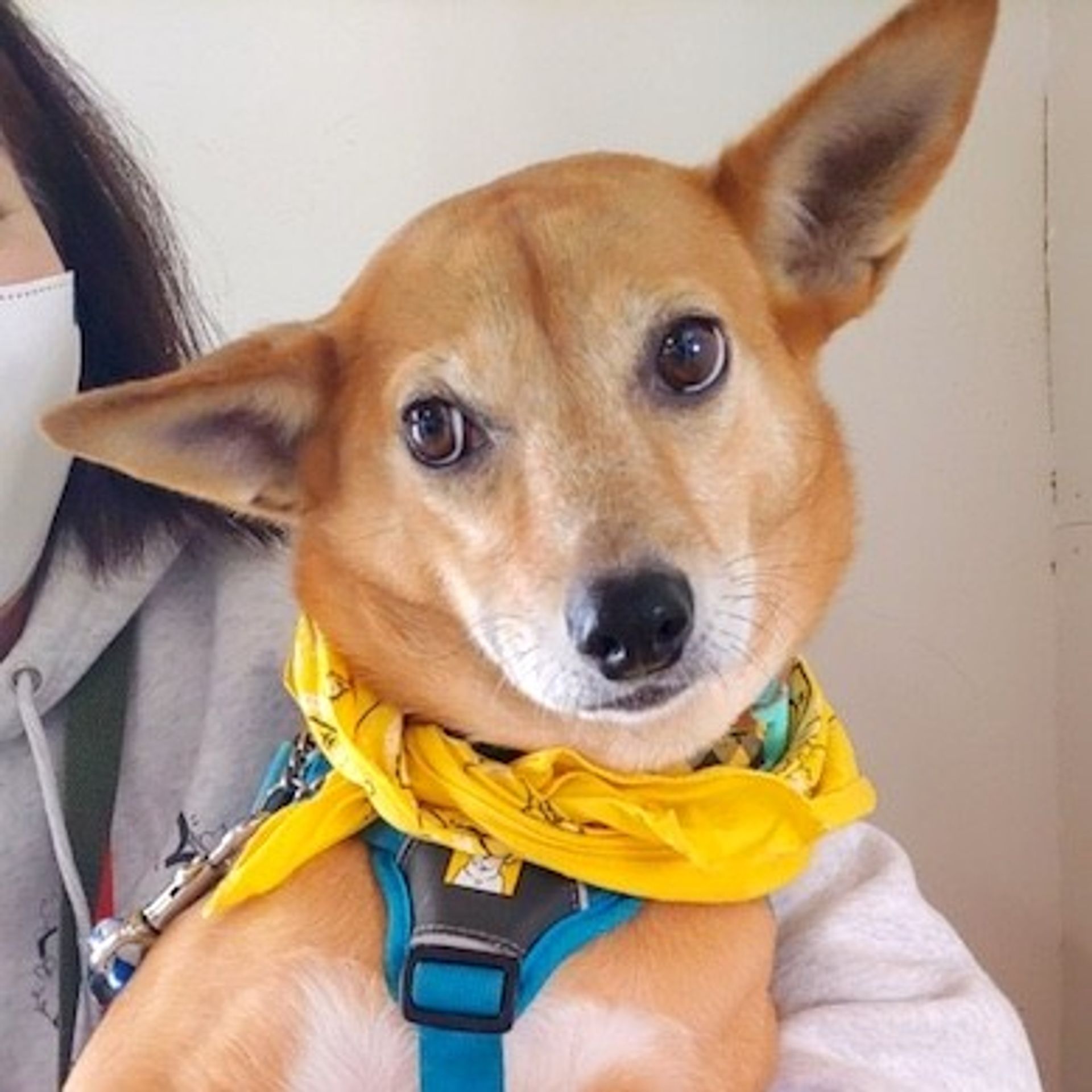 雑種（ミックス犬）・メスの里親募集の写真