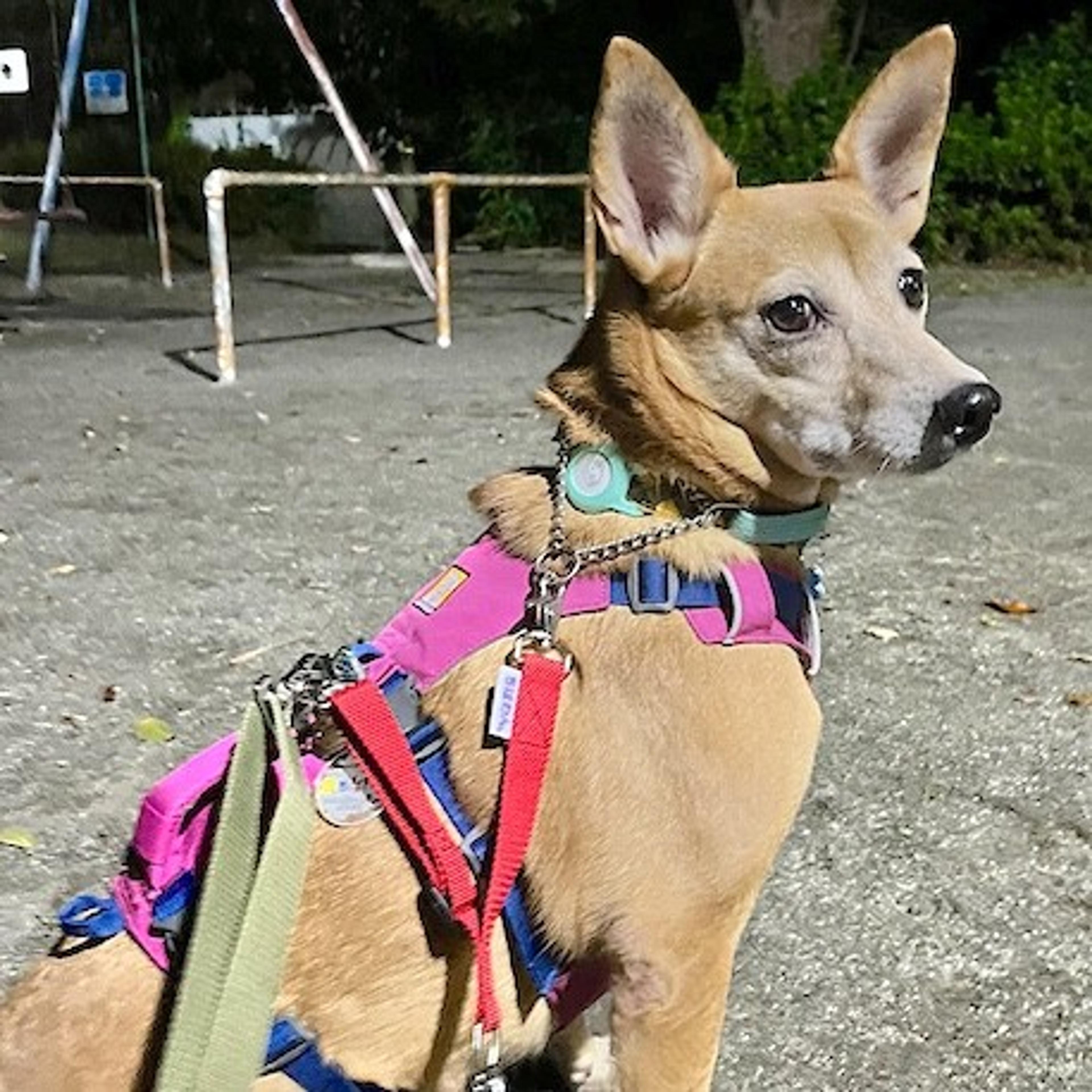 pet-image-2