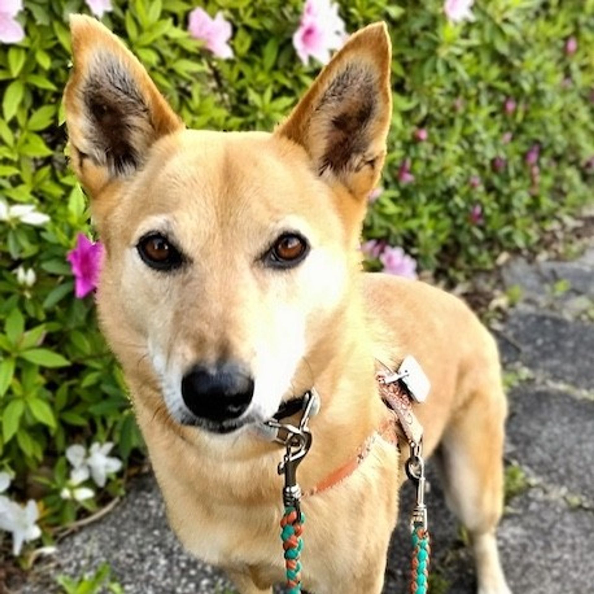 雑種（ミックス犬）・メスの里親募集の写真