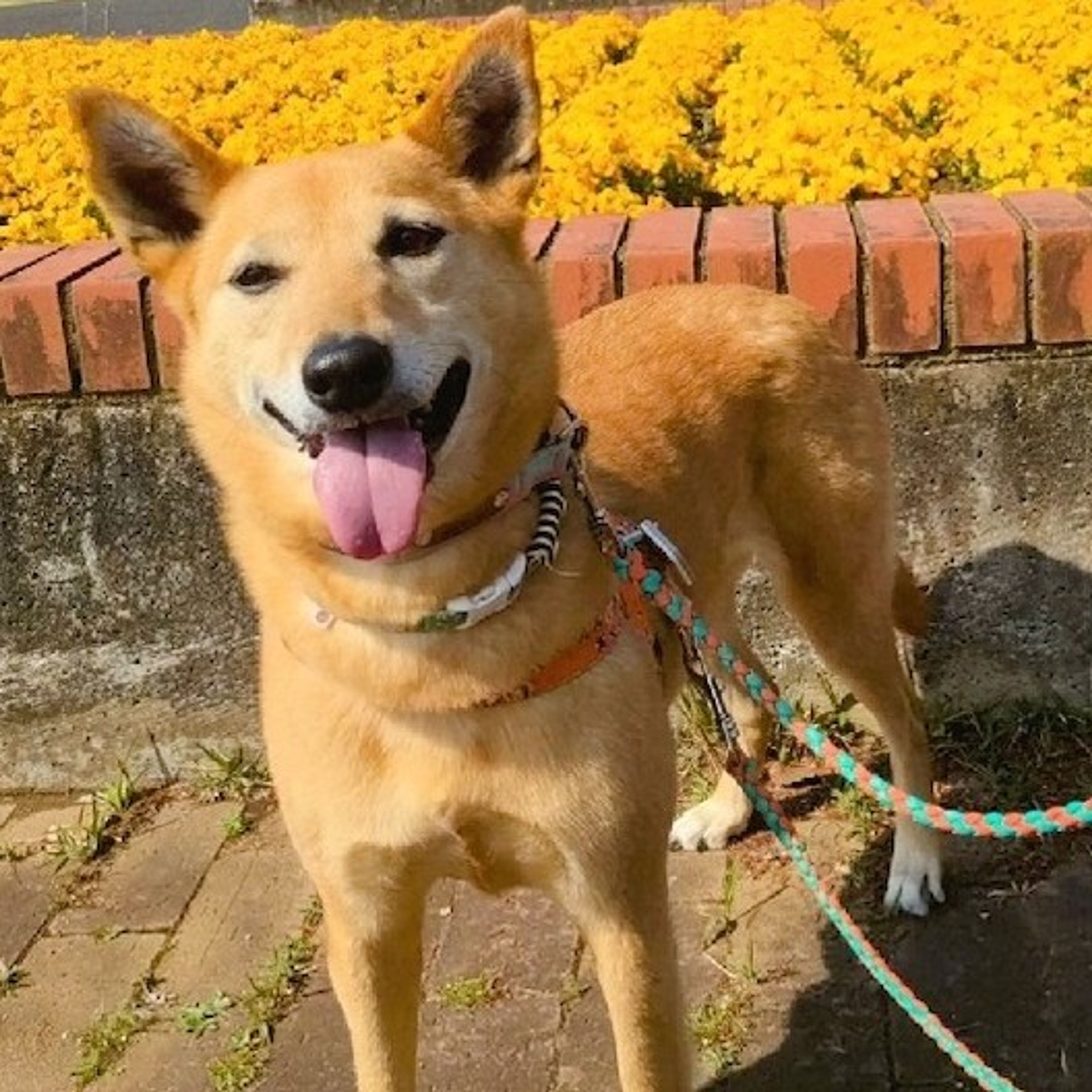pet-image-2