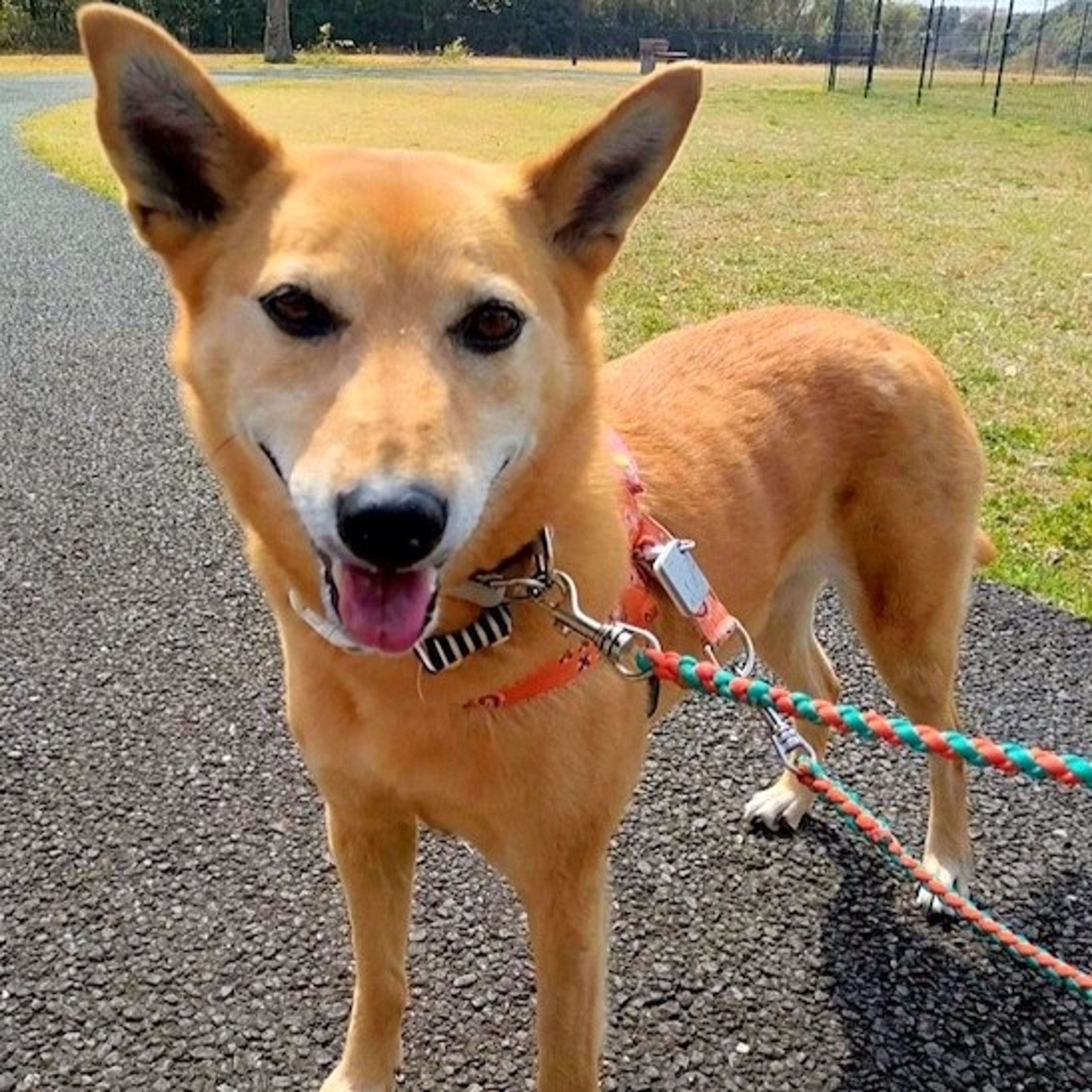 pet-image-4