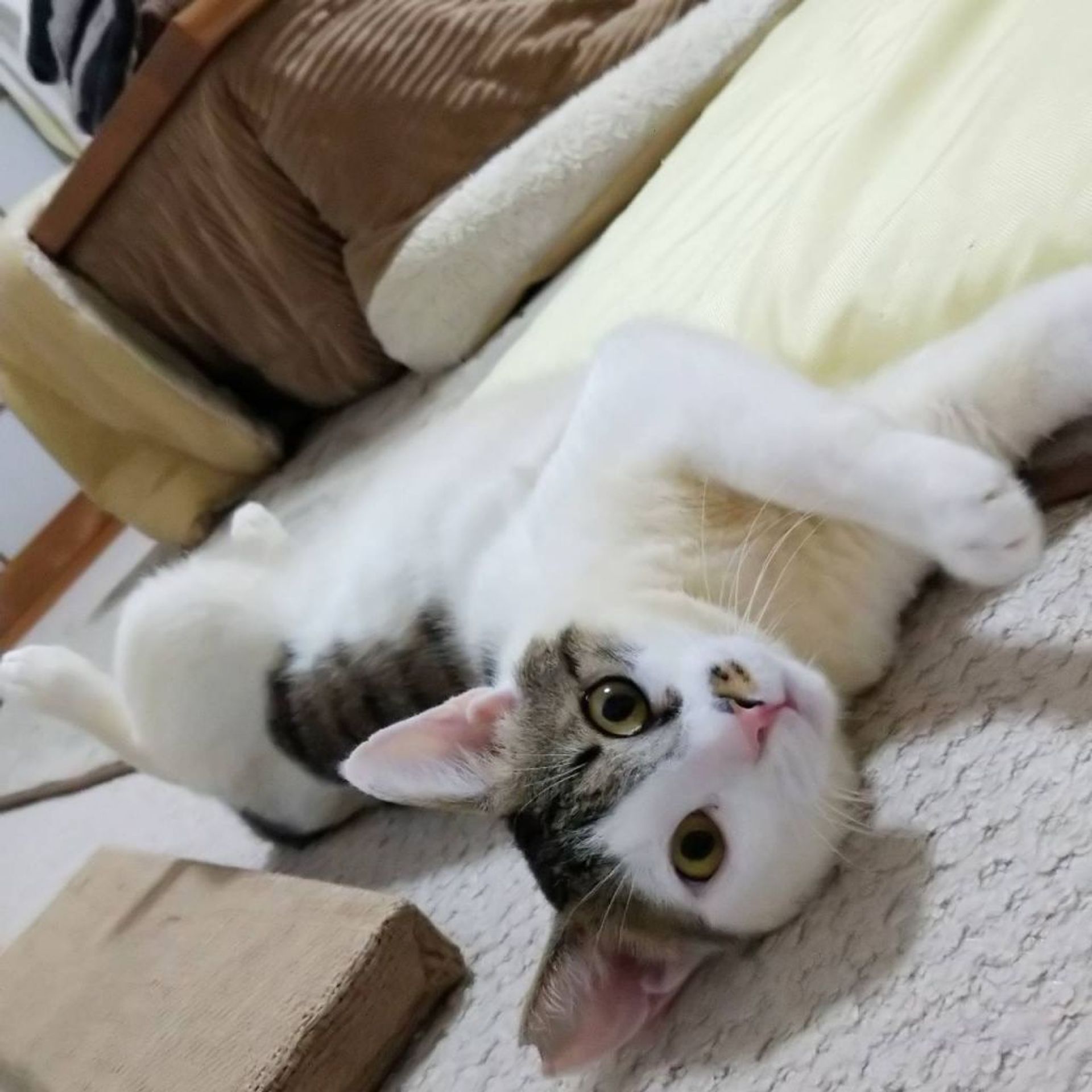 雑種（ミックス猫）・オスの里親募集の写真