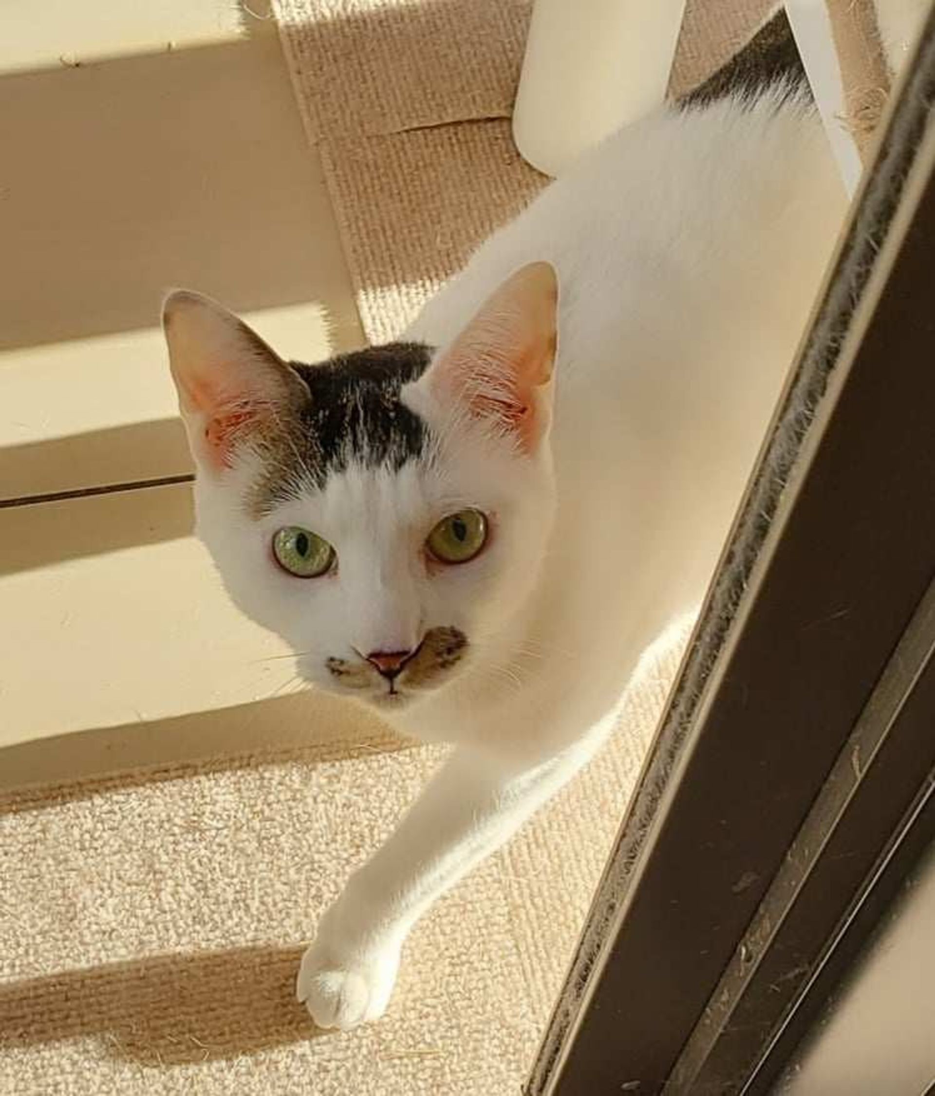 雑種（ミックス猫）・オスの里親募集の写真
