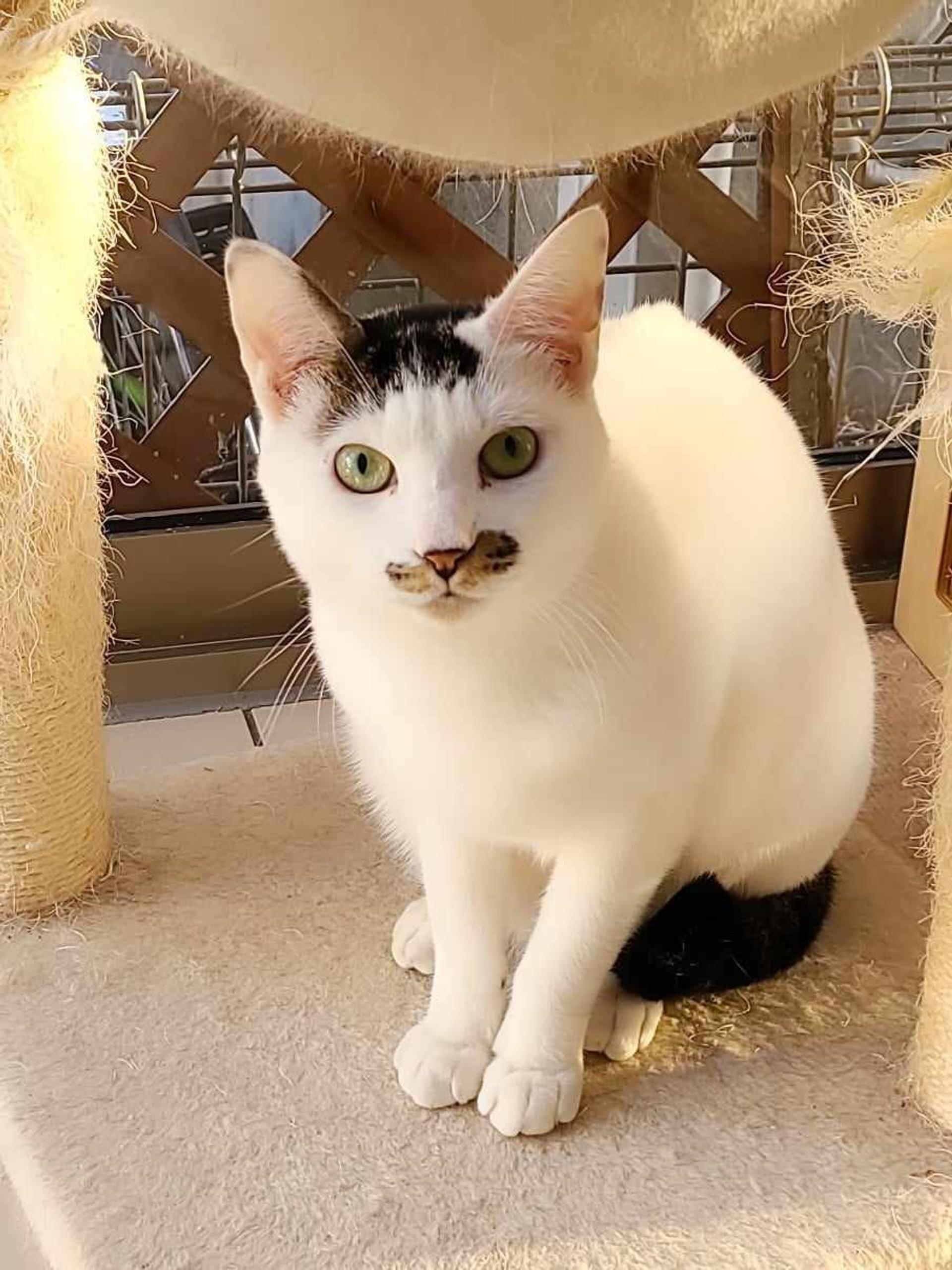 pet-image-3