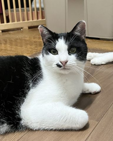 オレオの写真
