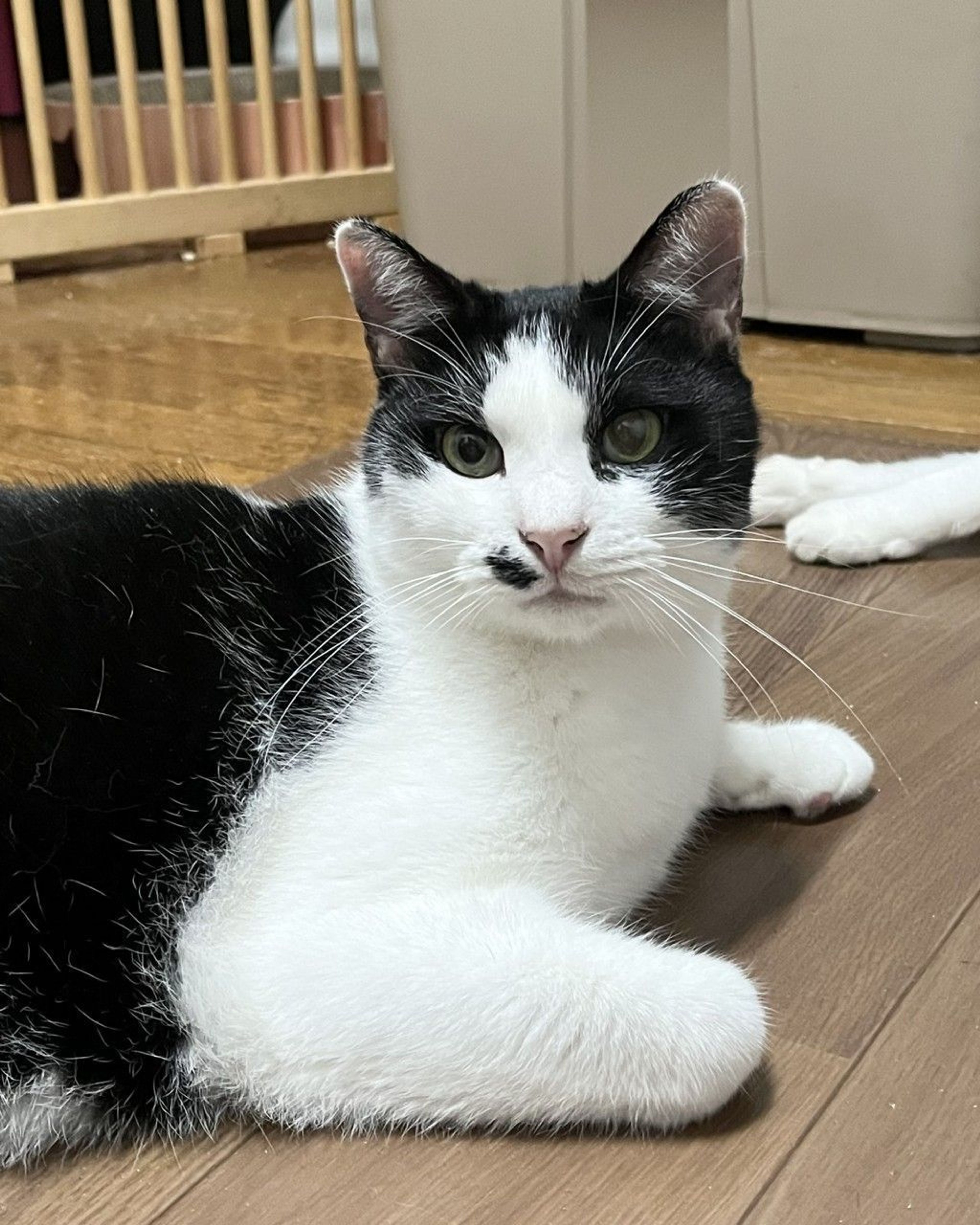 雑種（ミックス猫）・オスの里親募集の写真