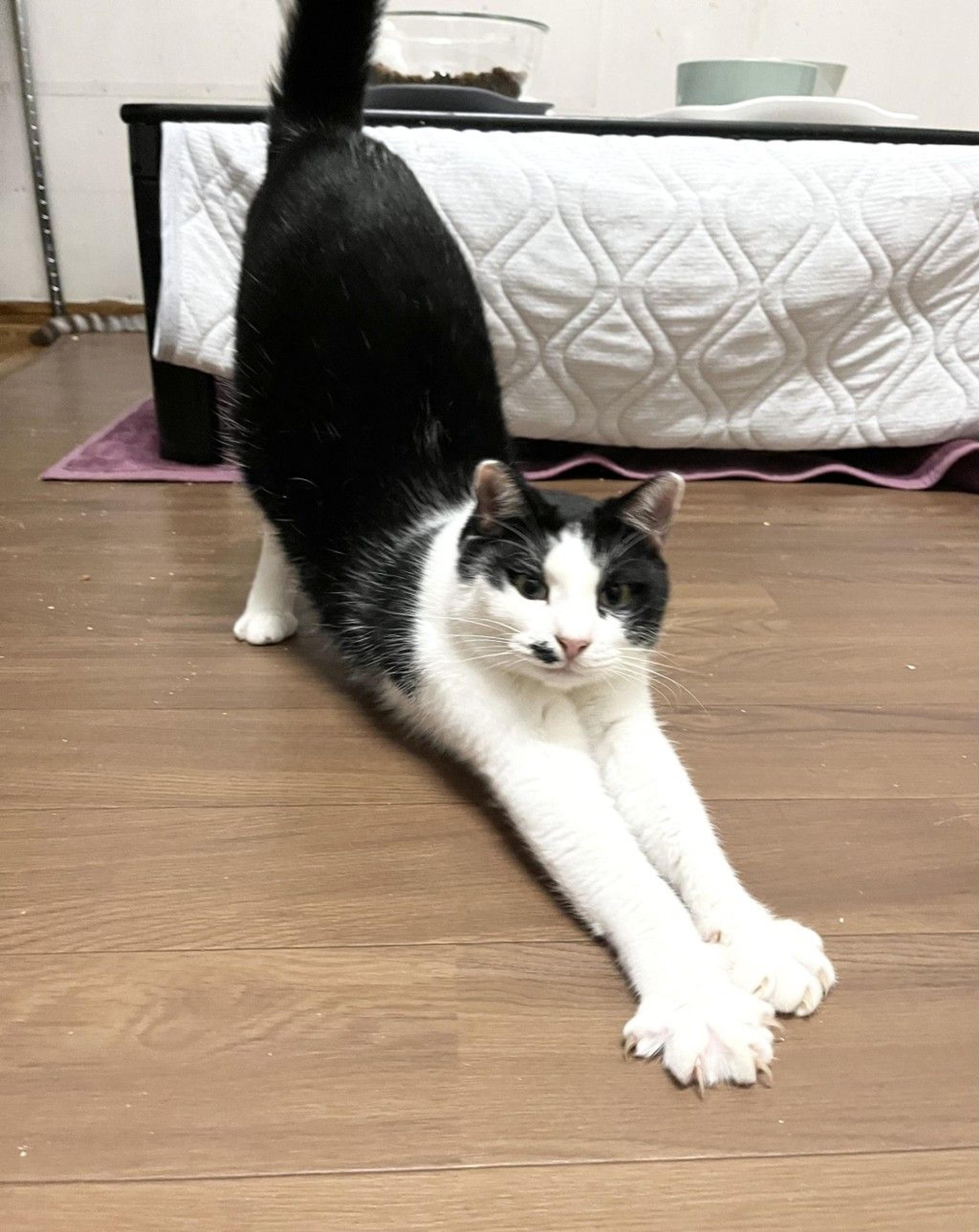 pet-image-4