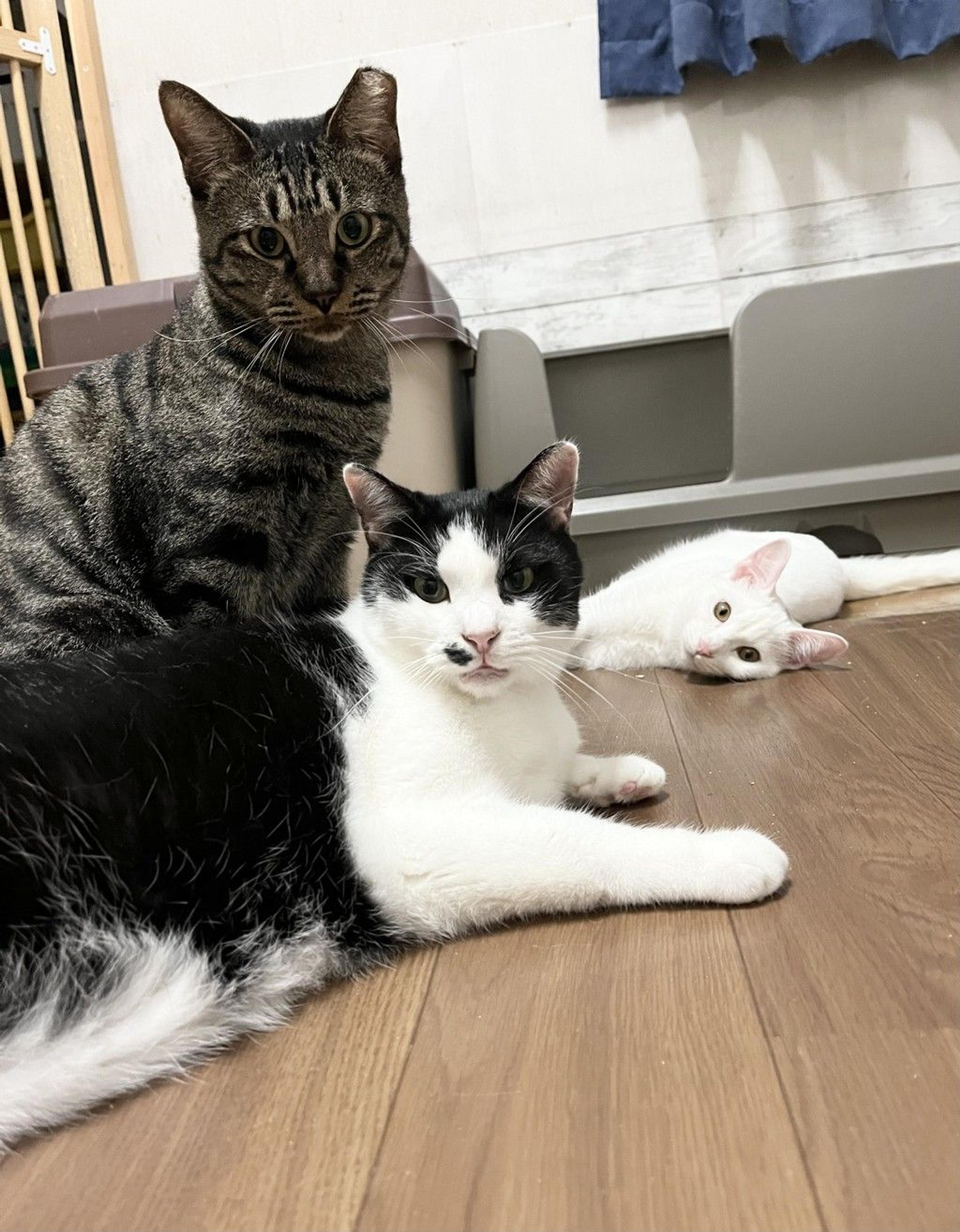 pet-image-5
