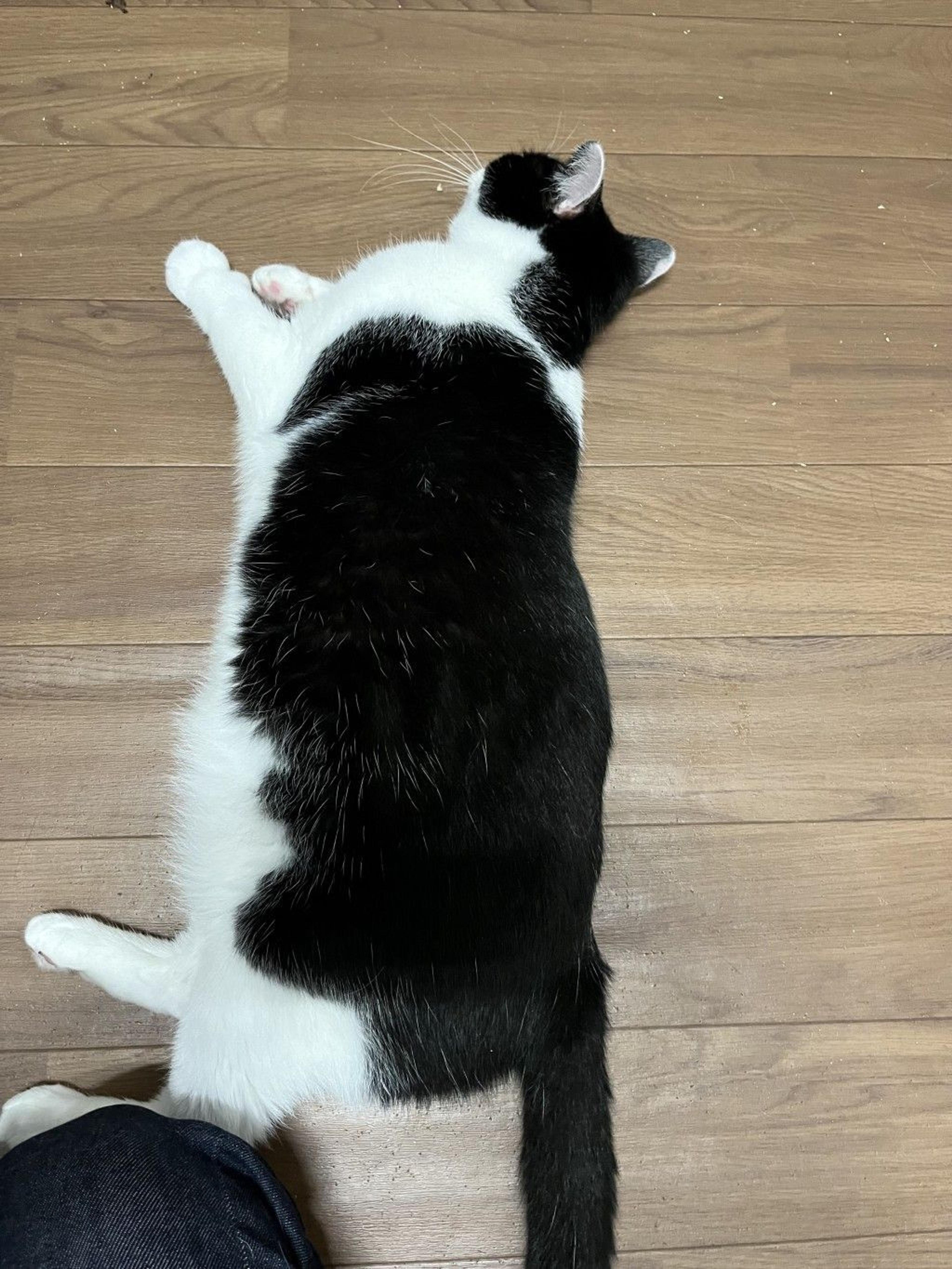 pet-image-6