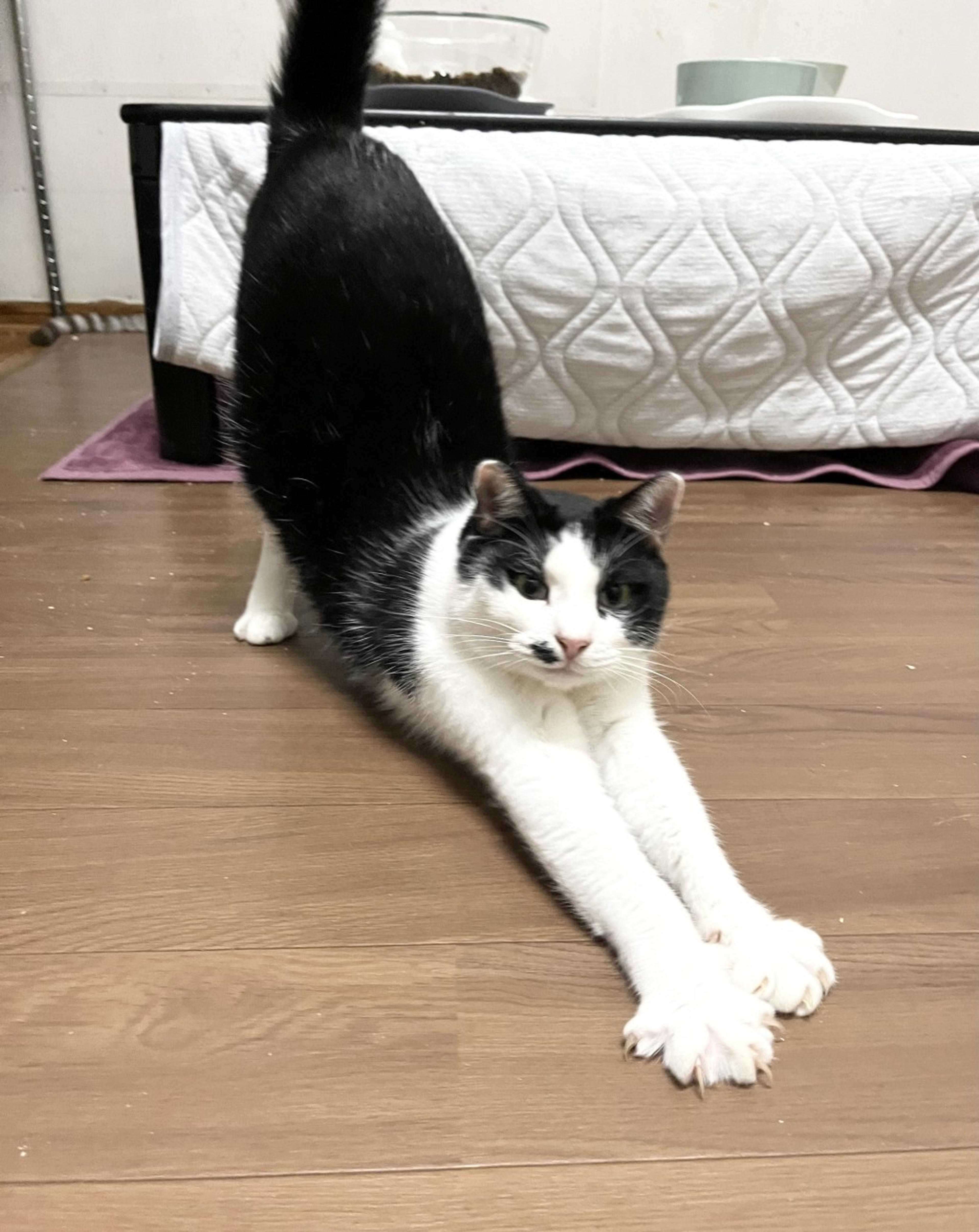 pet-image-4