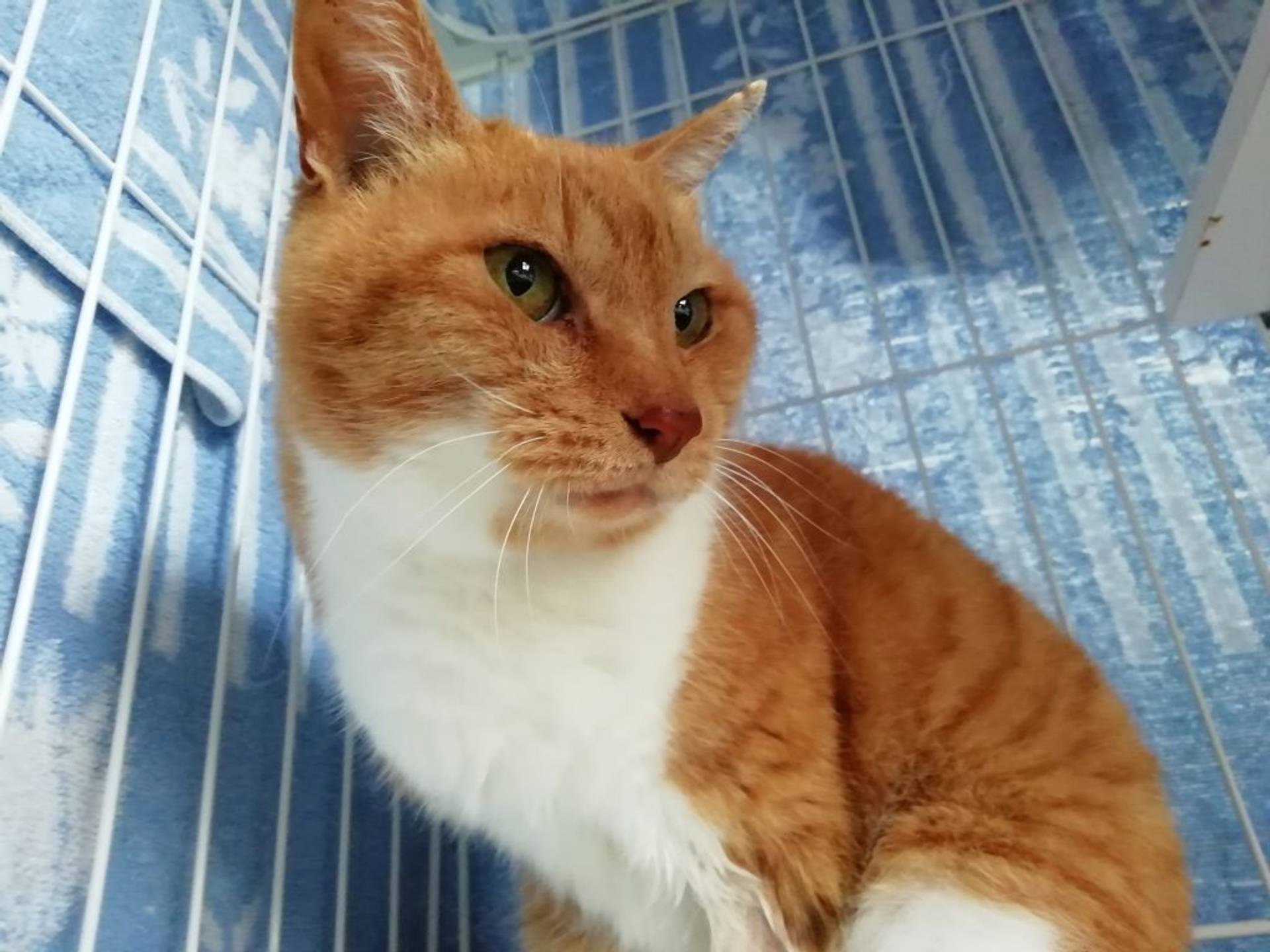 雑種（ミックス猫）・メスの里親募集の写真