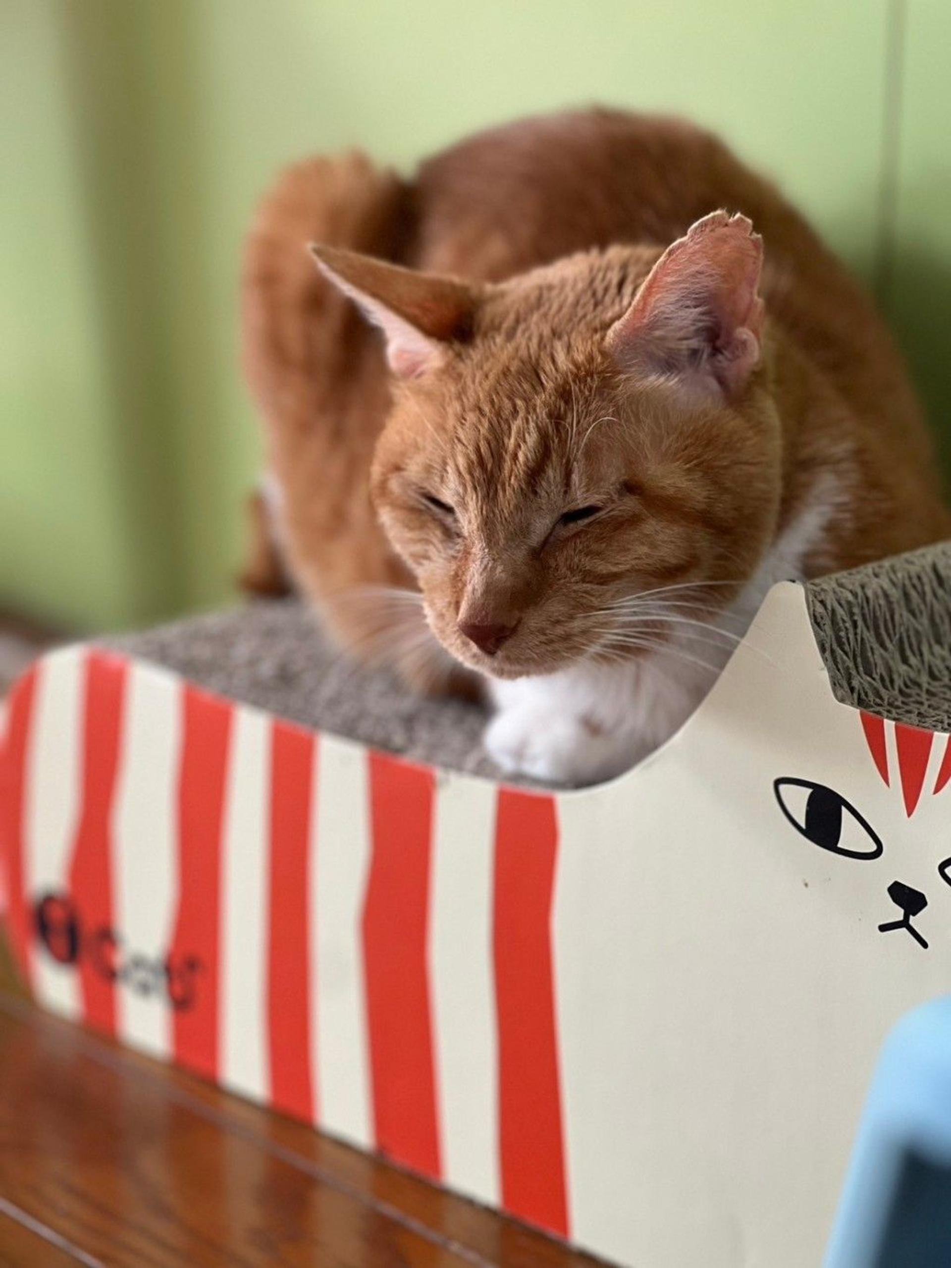 pet-image-3