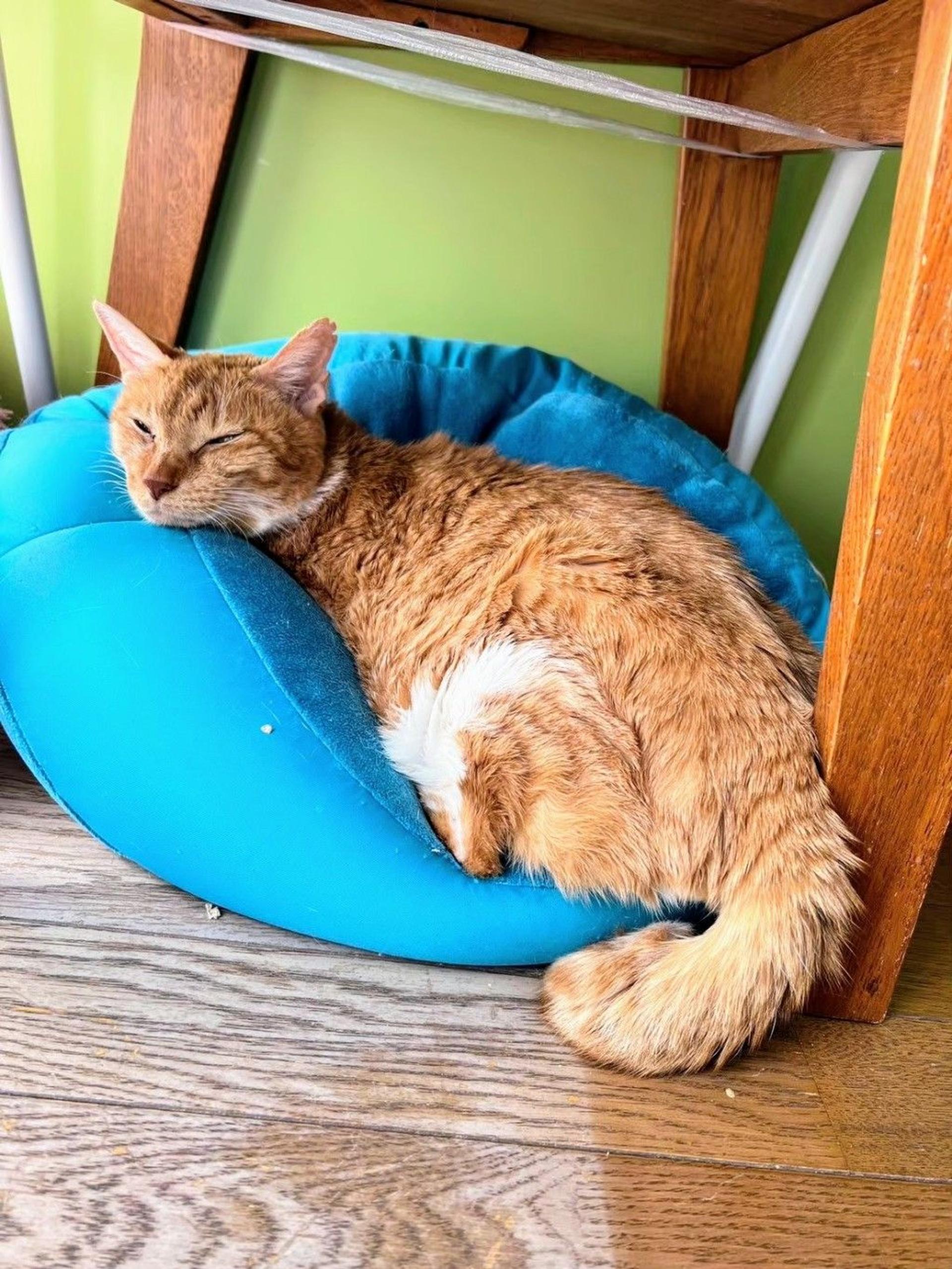 pet-image-4