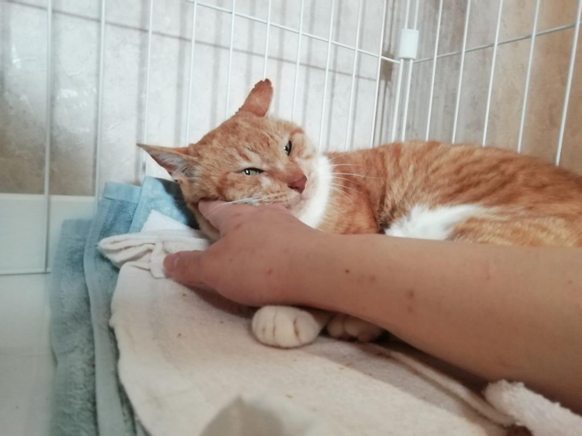 pet-image-5