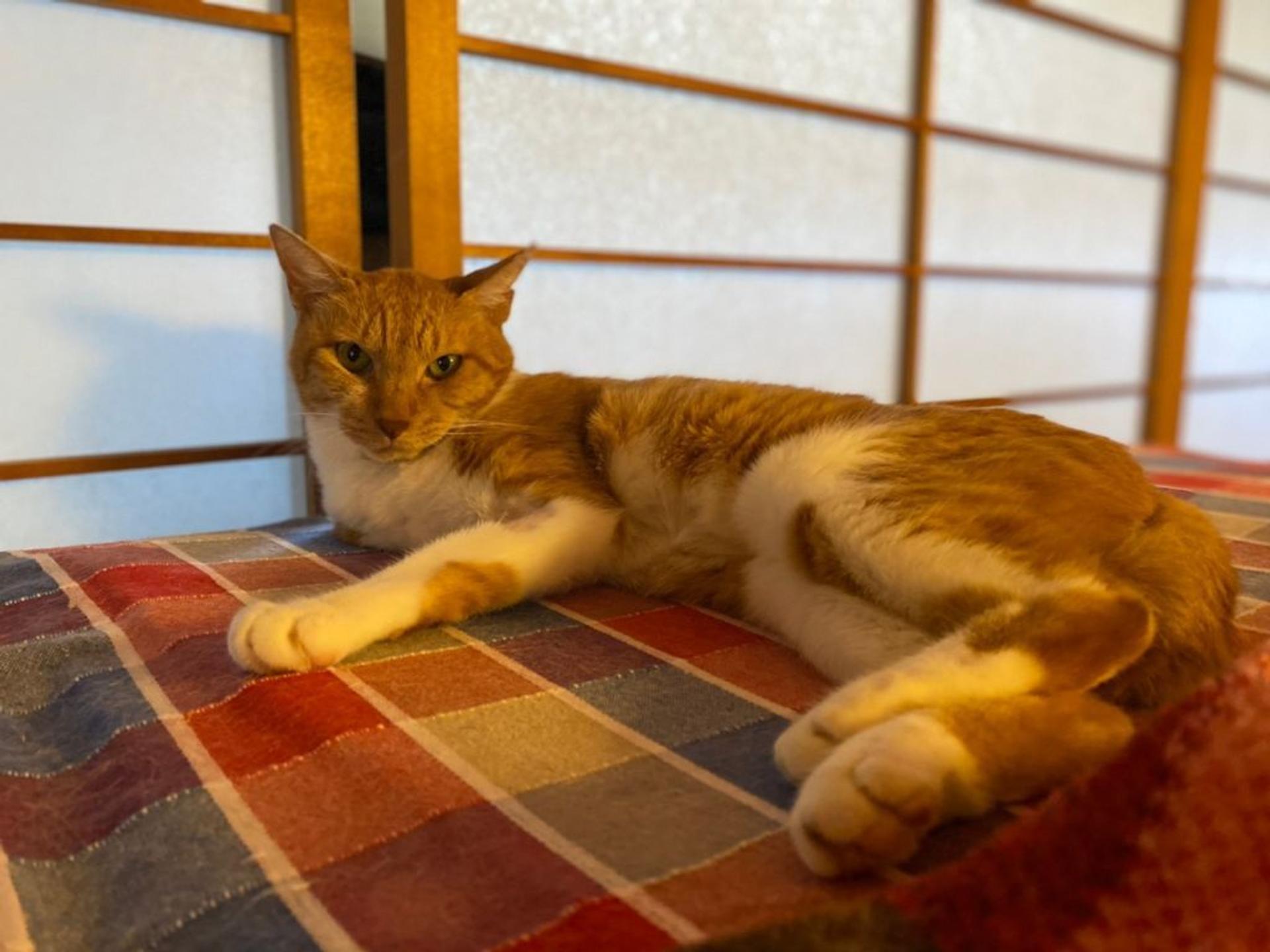 pet-image-8