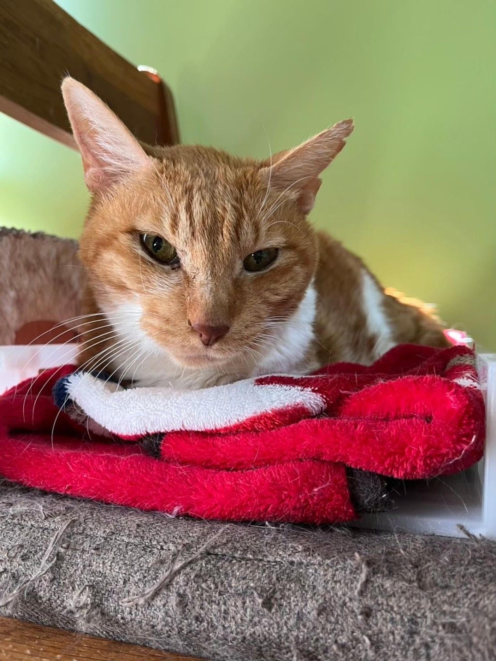 pet-image-9