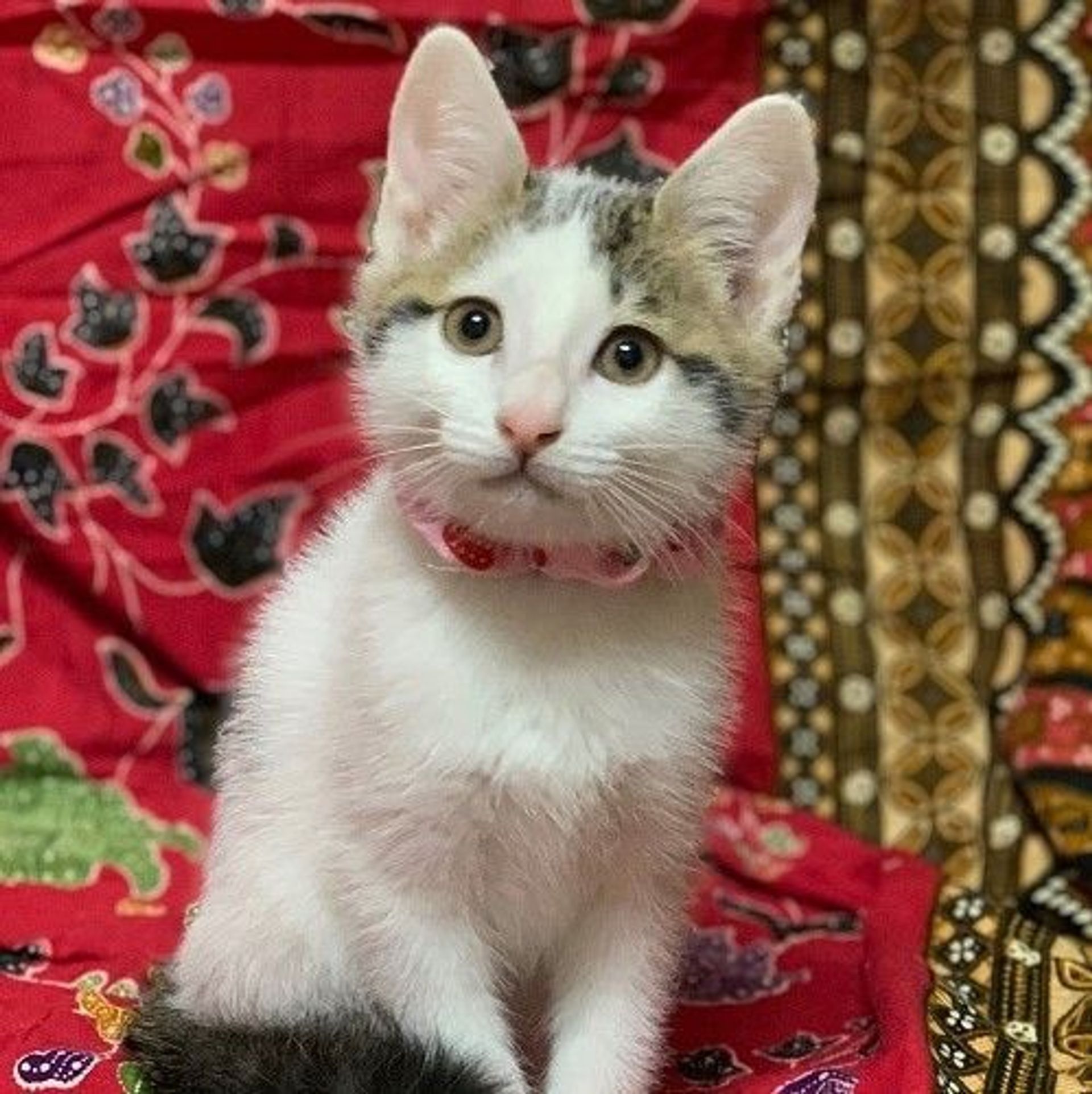 雑種（ミックス猫）・メスの里親募集の写真