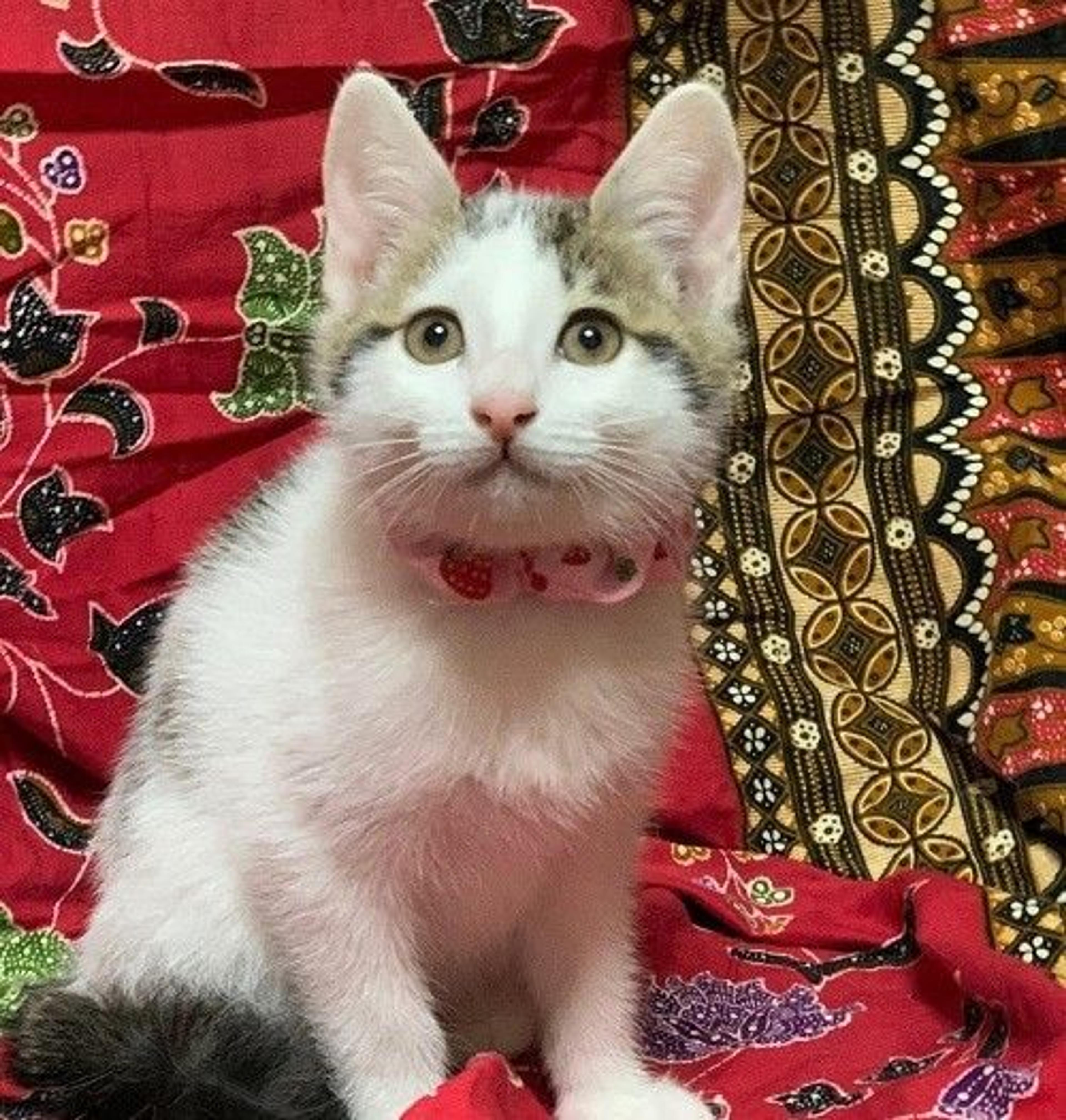 pet-image-2