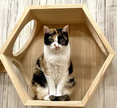 雑種（ミックス猫）・メスの里親募集の写真