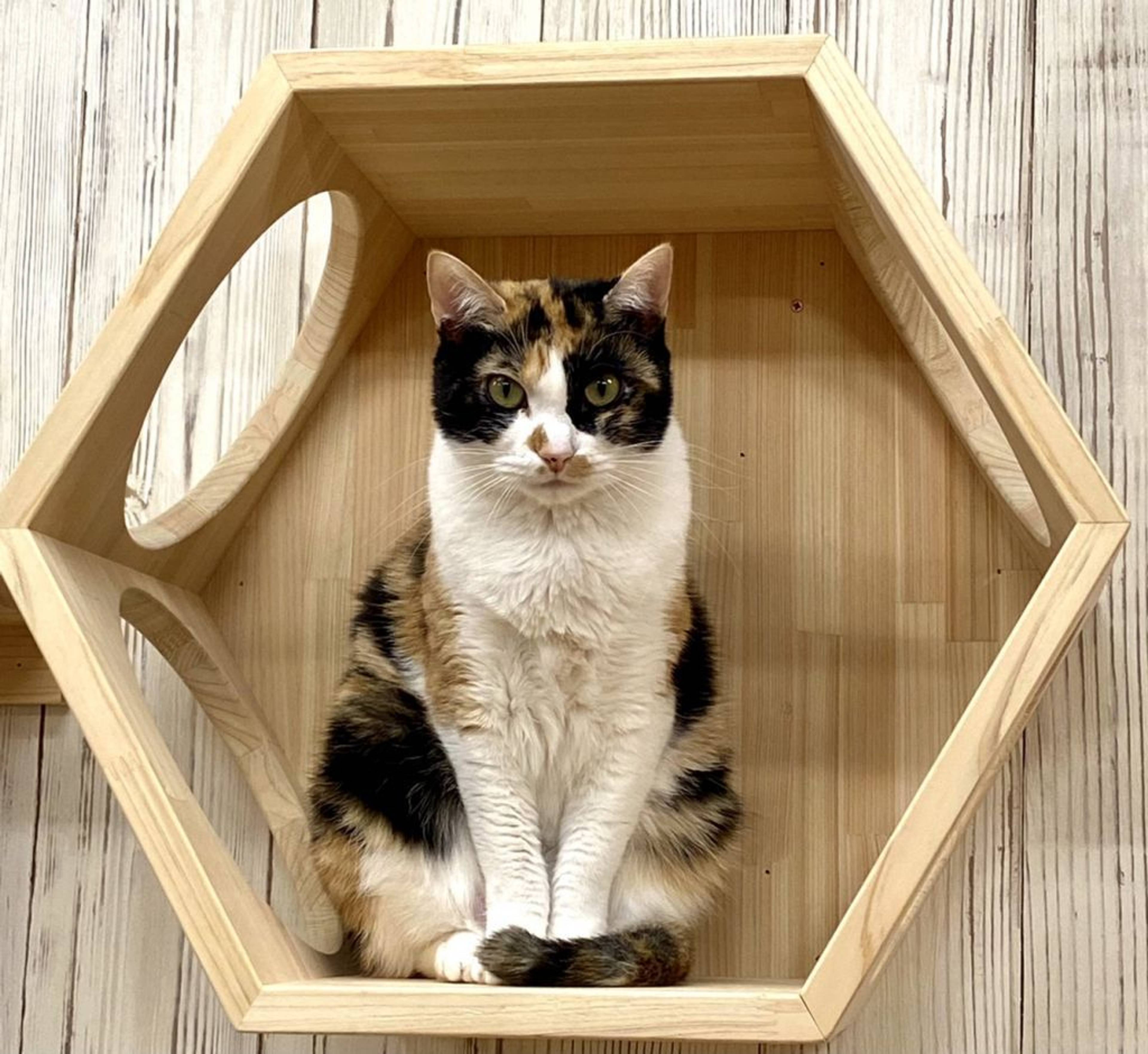 雑種（ミックス猫）・メスの里親募集の写真