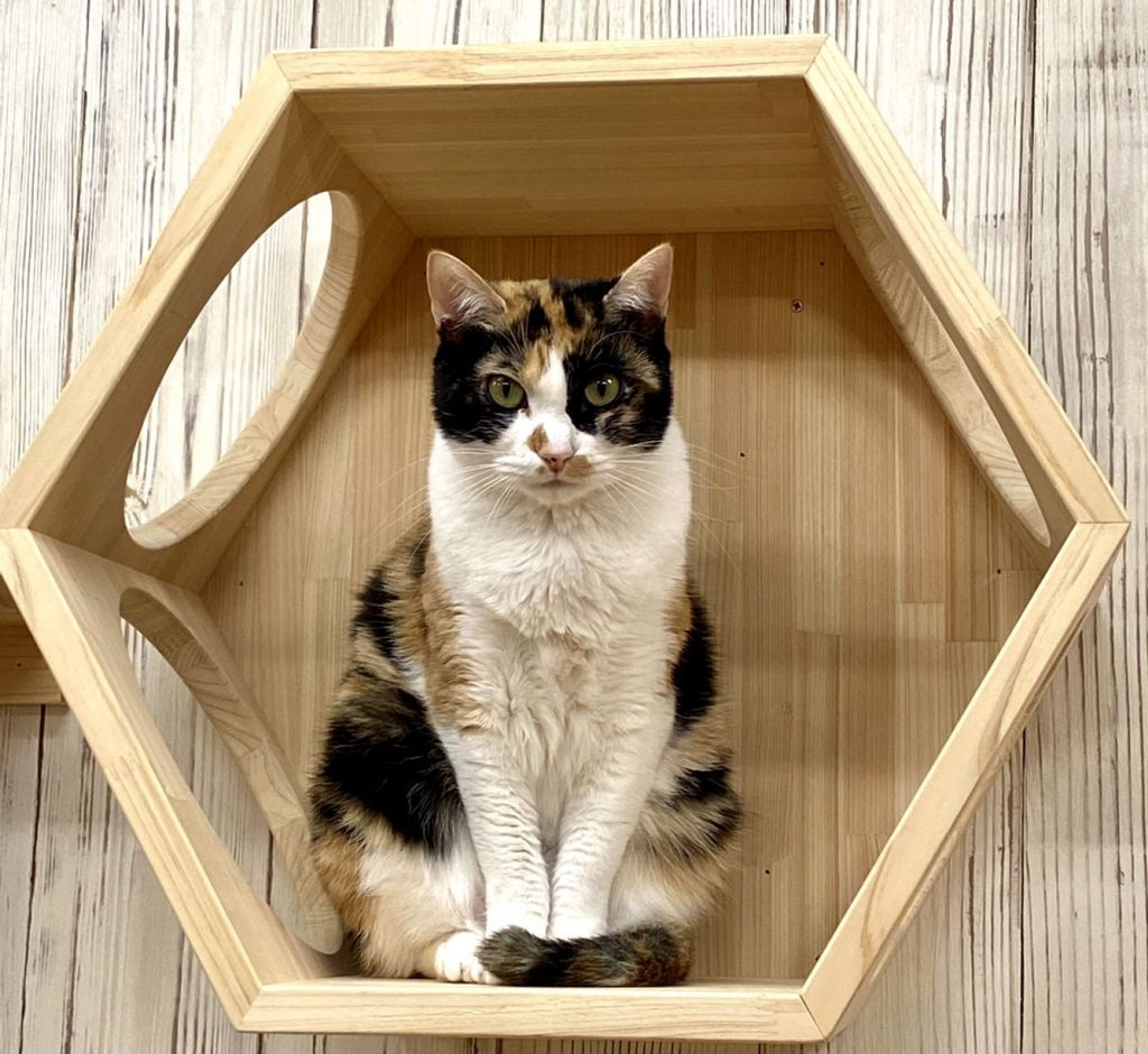 雑種（ミックス猫）・メスの里親募集の写真