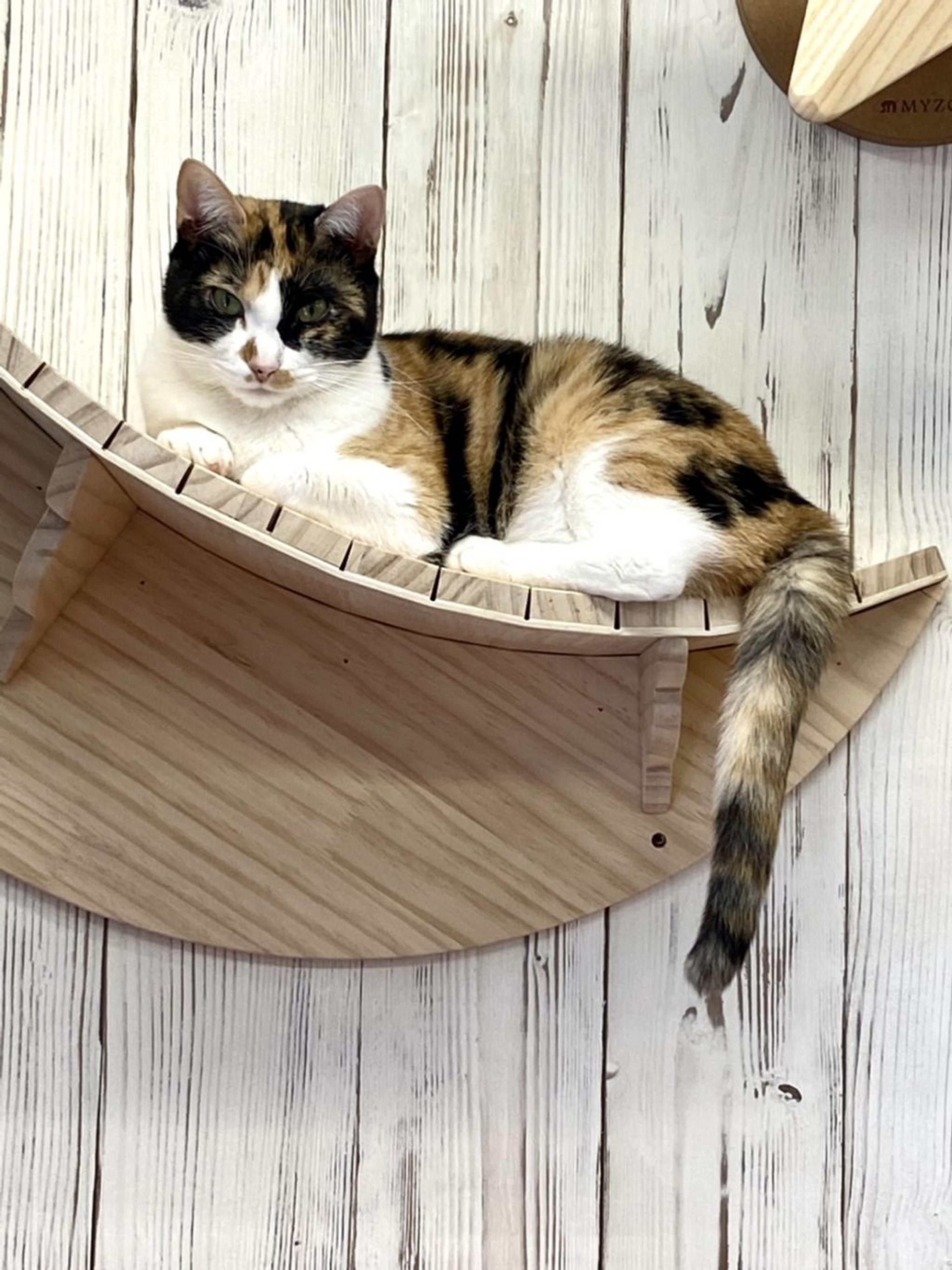 pet-image-2