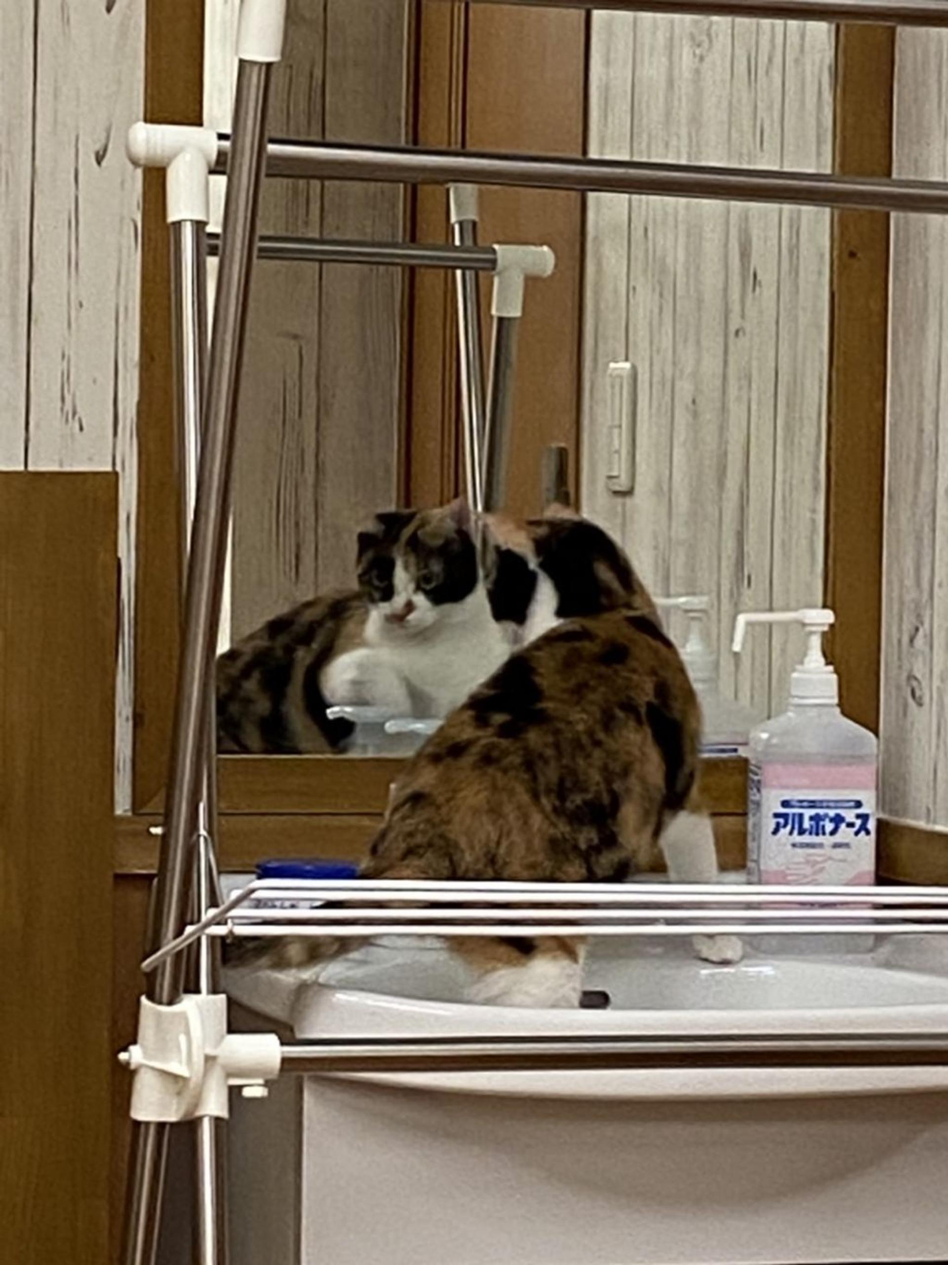pet-image-3