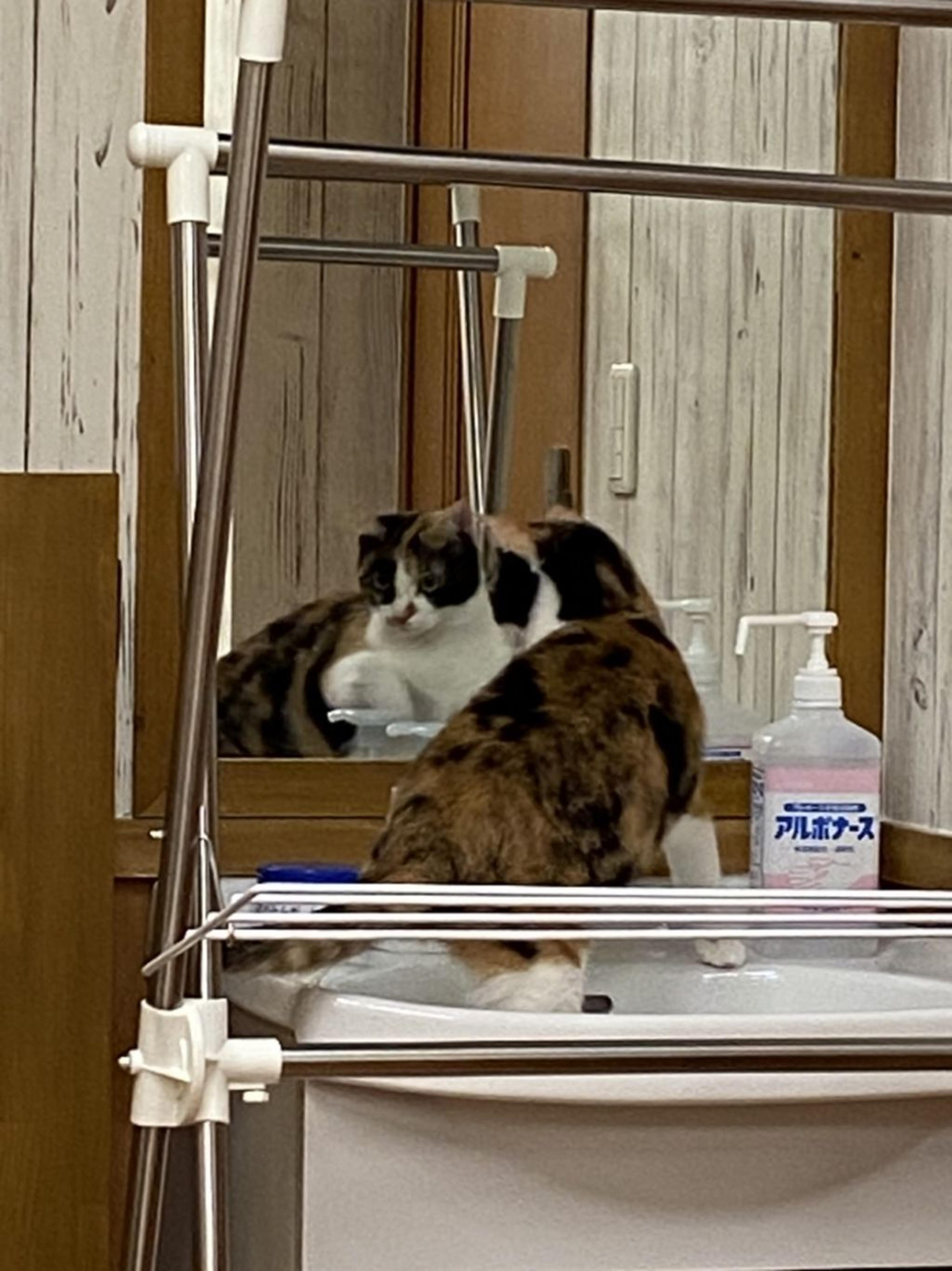 pet-image-3