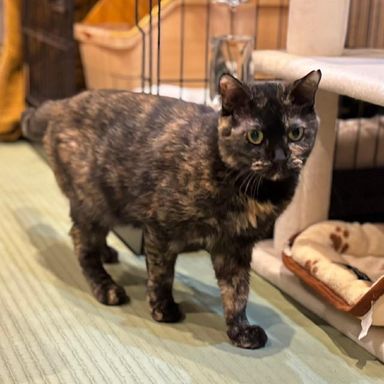 雑種（ミックス猫）・メスの里親募集の写真