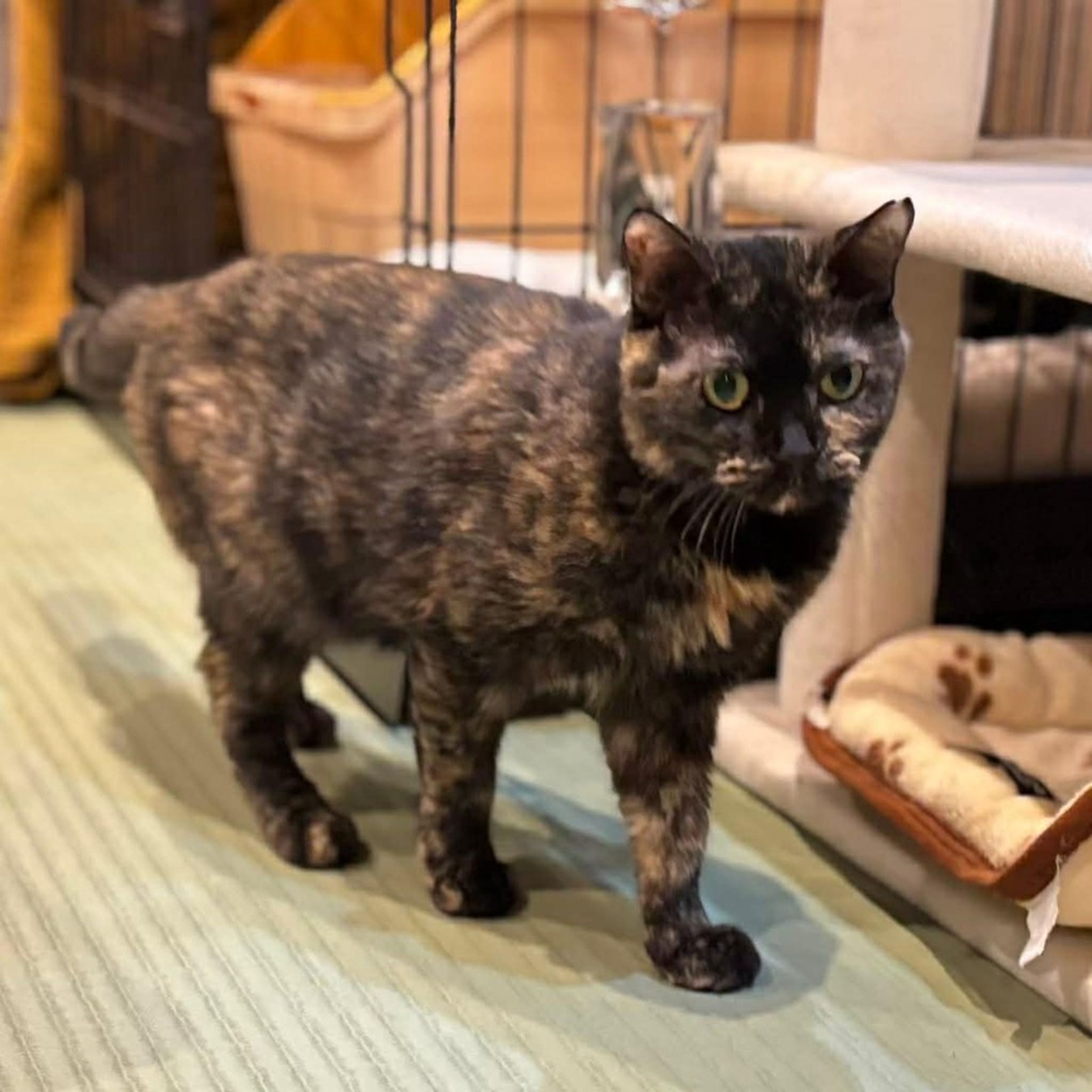 雑種（ミックス猫）・メスの里親募集の写真