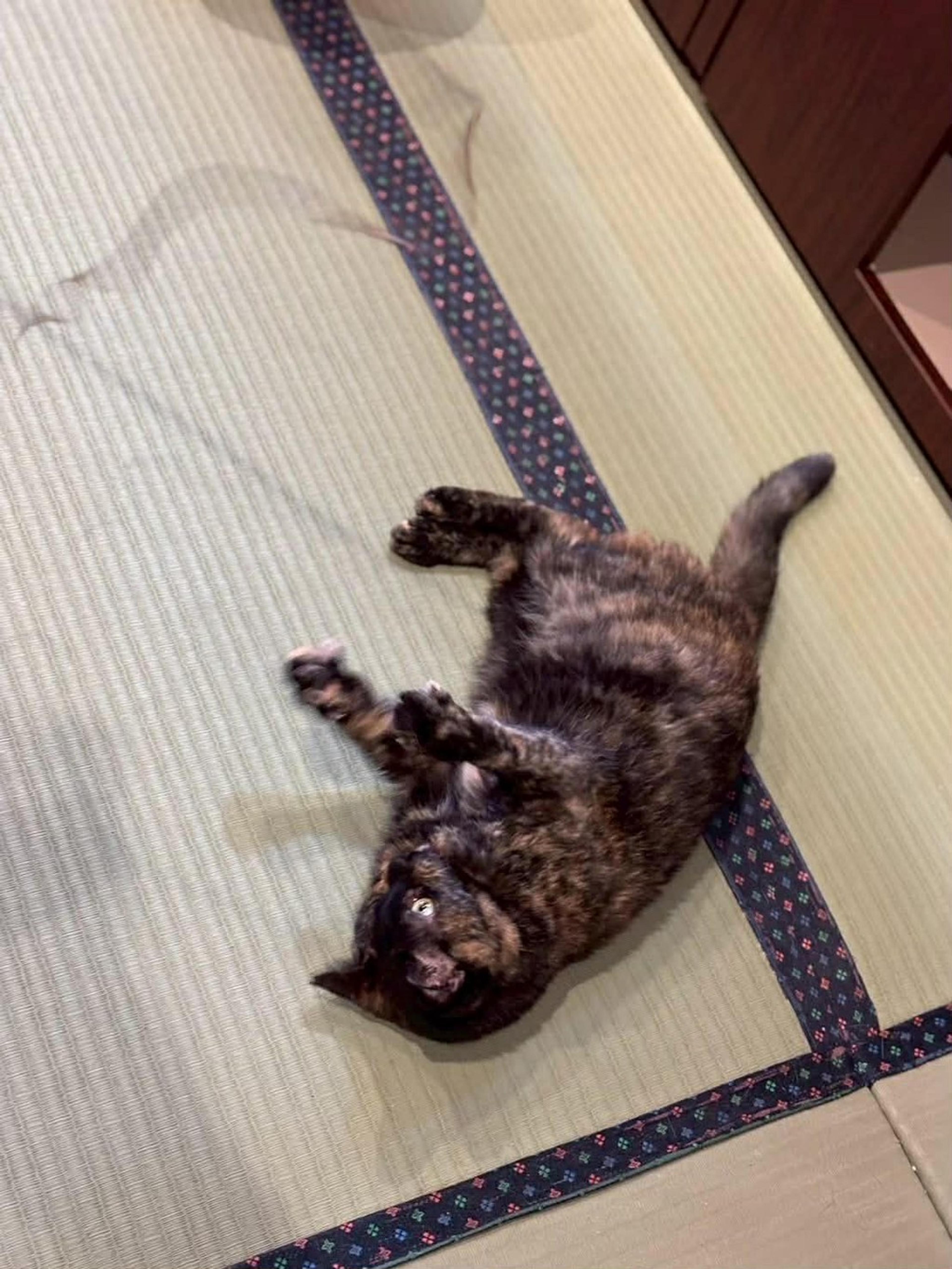 pet-image-5