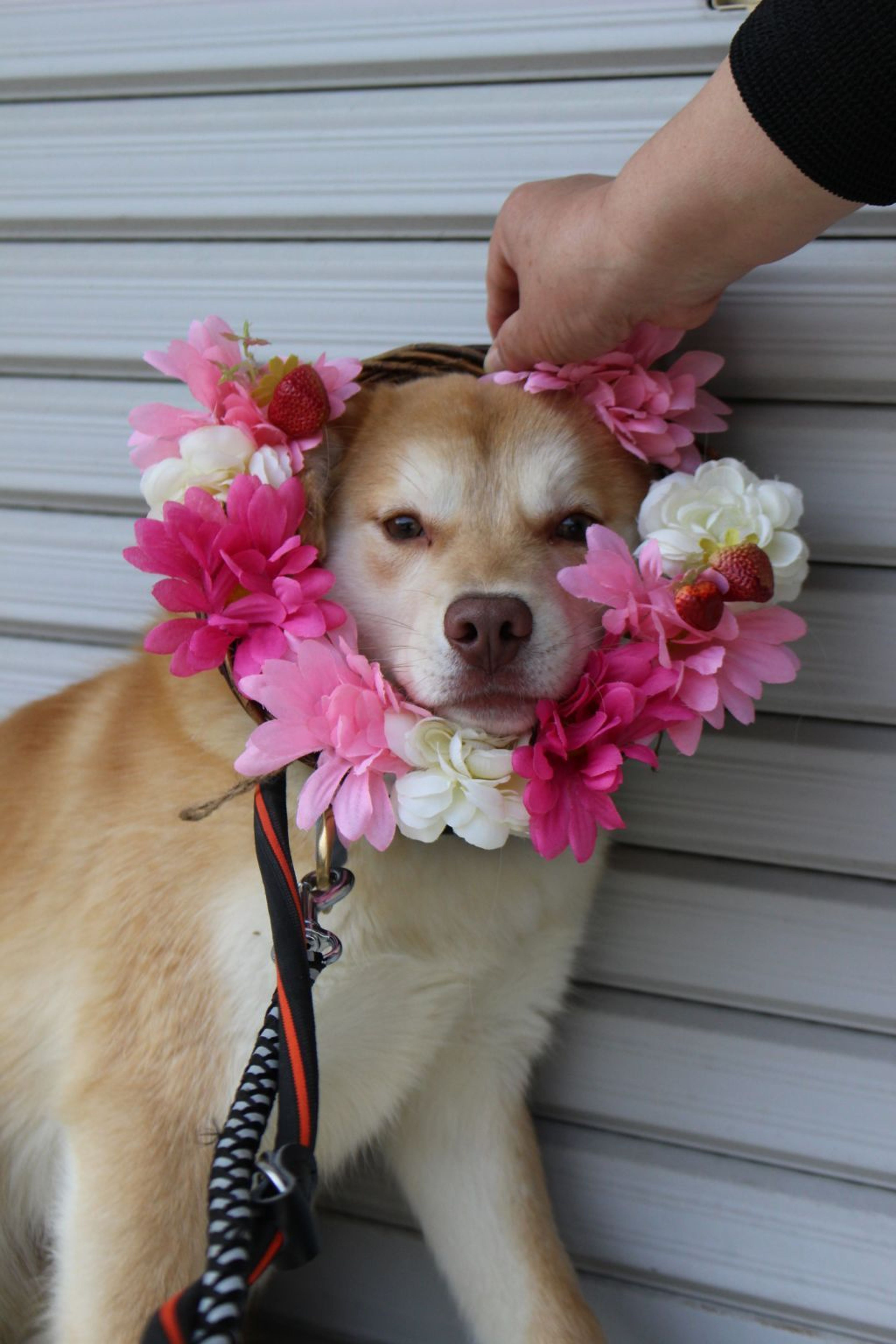 雑種（ミックス犬）・メスの里親募集の写真